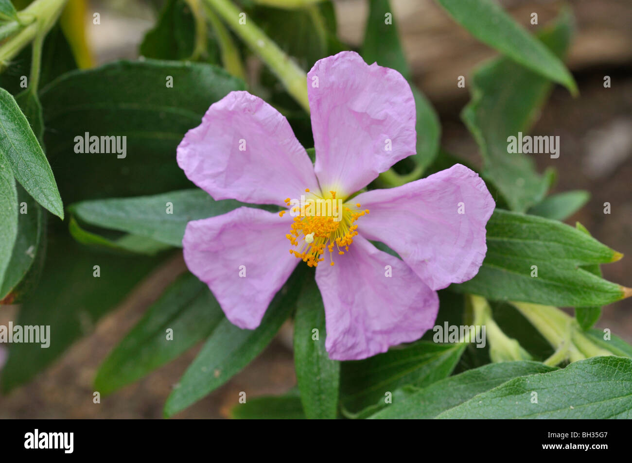Comfrey-leaved rock rose (Cistus symphytifolius) Stock Photo