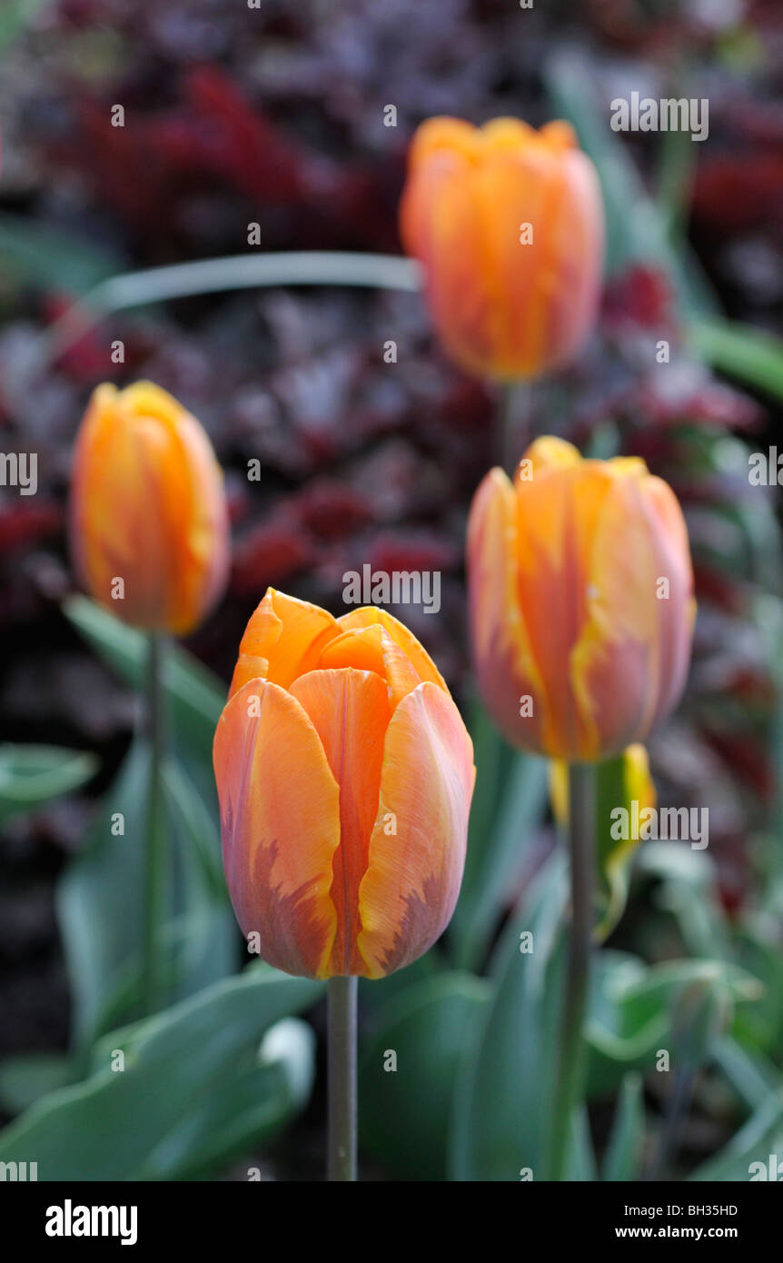 Rembrandt tulip (Tulipa Princess Irene) Stock Photo