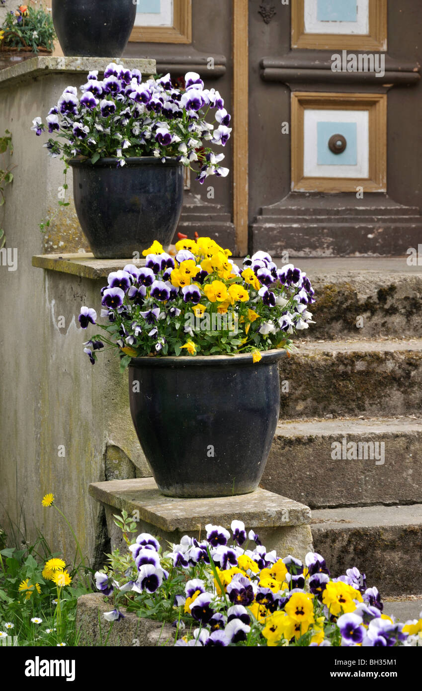 House entrance with violets in tubs Stock Photo