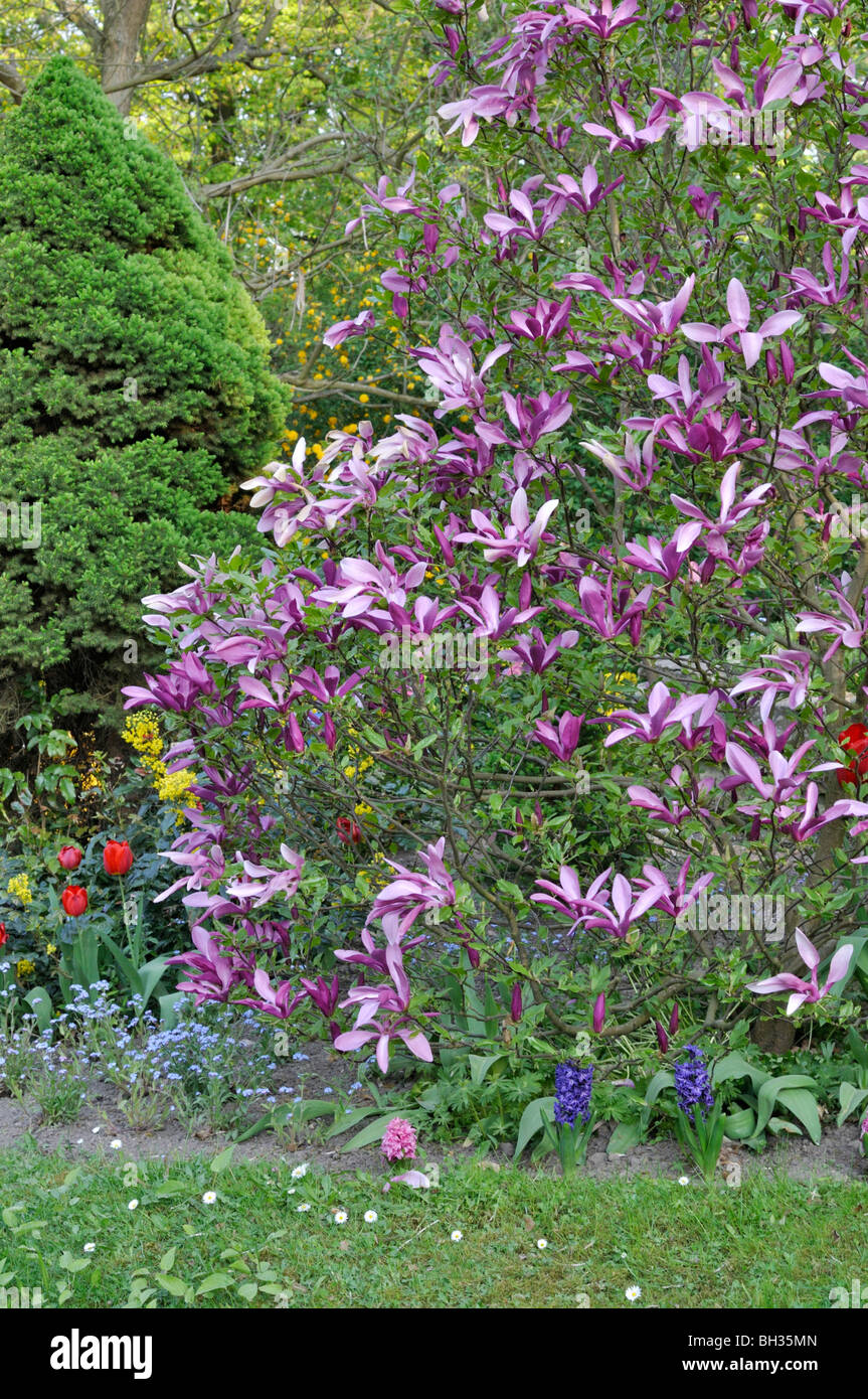 Lily magnolia (Magnolia liliiflora 'Nigra' Stock Photo Alamy
