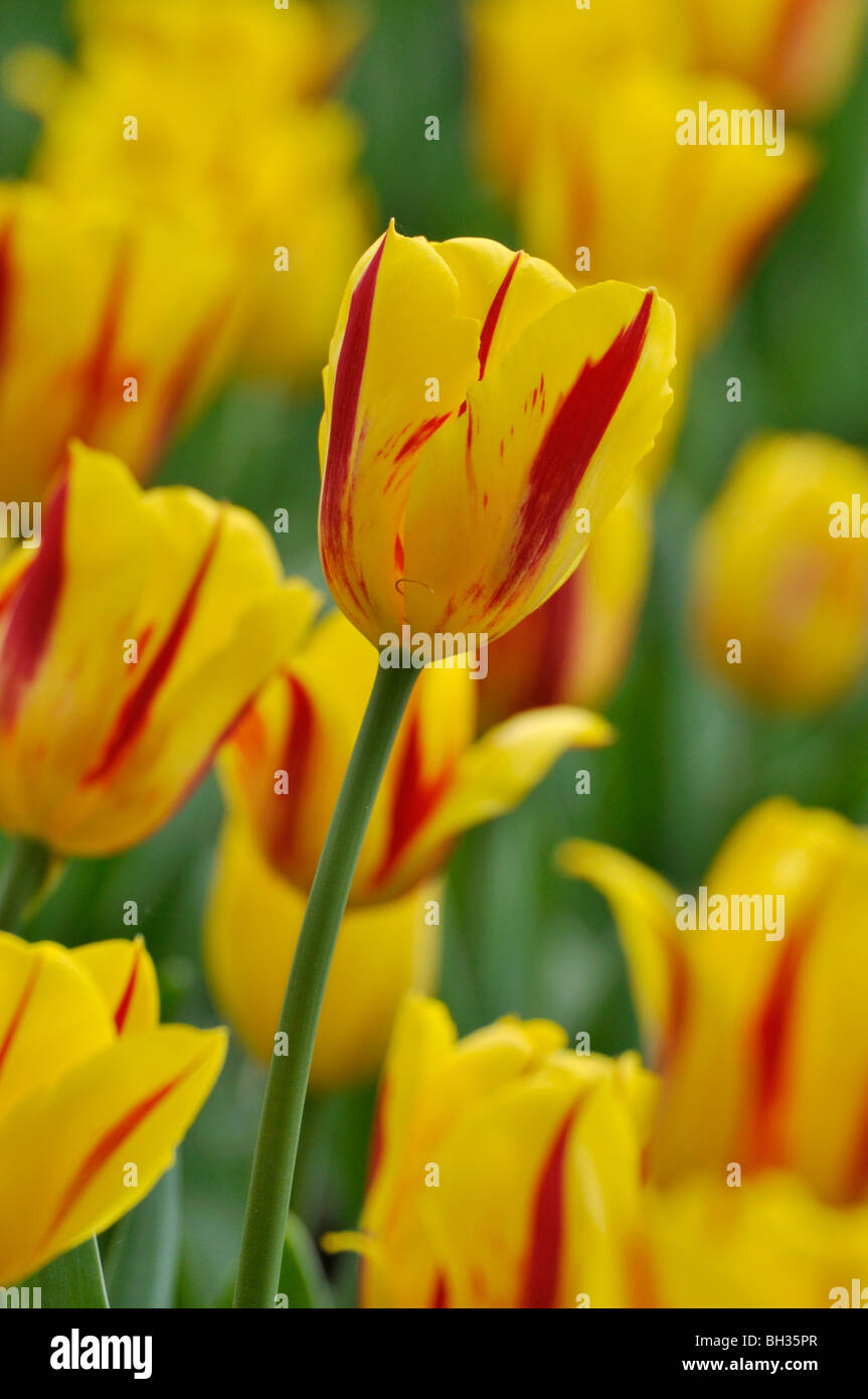 Triumph tulip (Tulipa Washington) Stock Photo