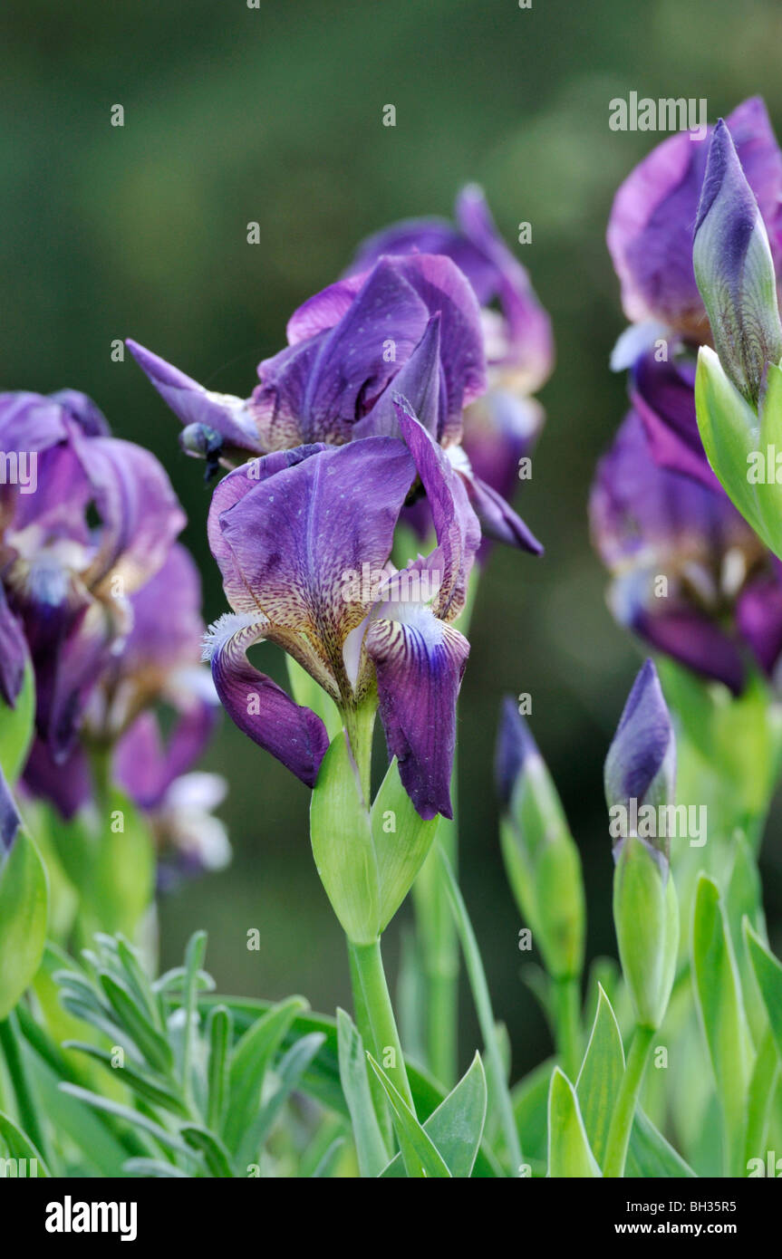 Bulgarian iris (Iris reichenbachii) Stock Photo