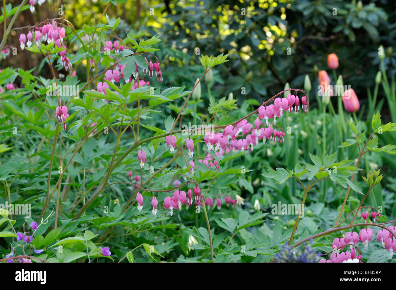 Bleeding heart (Lamprocapnos spectabilis syn. Dicentra spectabilis) Stock Photo