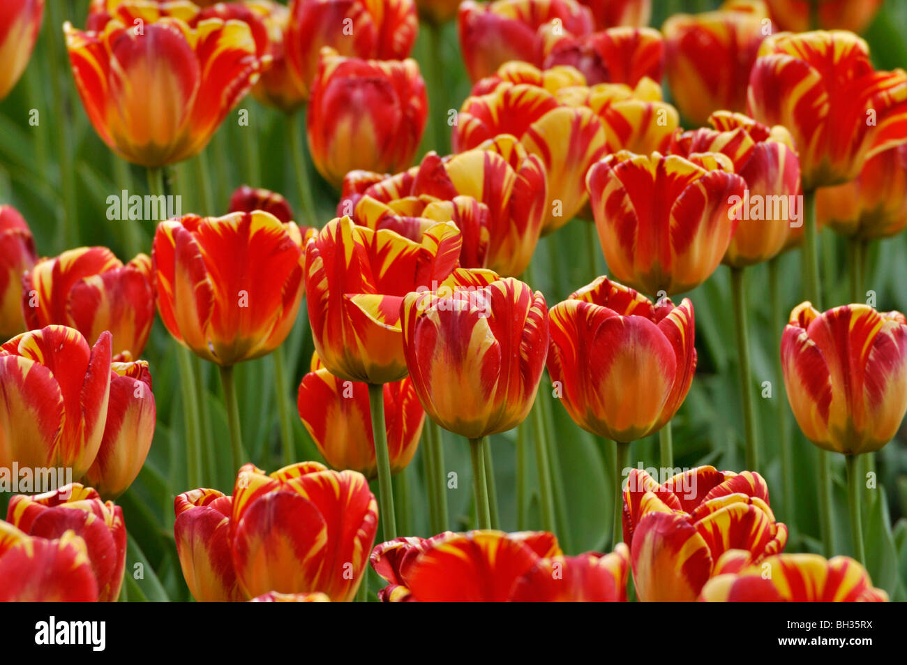 Darwin tulip (Tulipa Banja Luka) Stock Photo