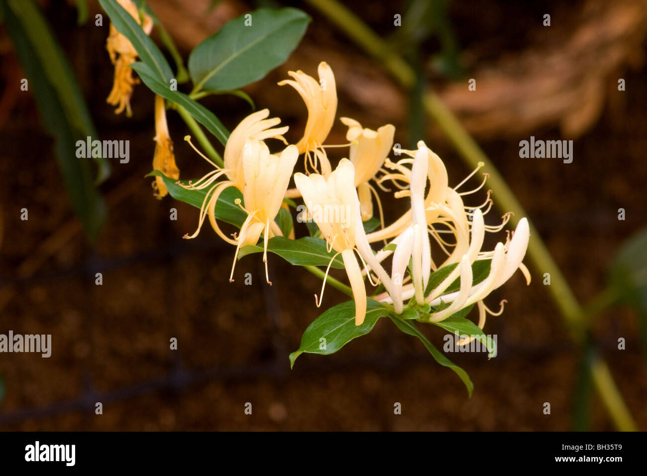 Closeup of honeysuckle vine in bloom Stock Photo Alamy