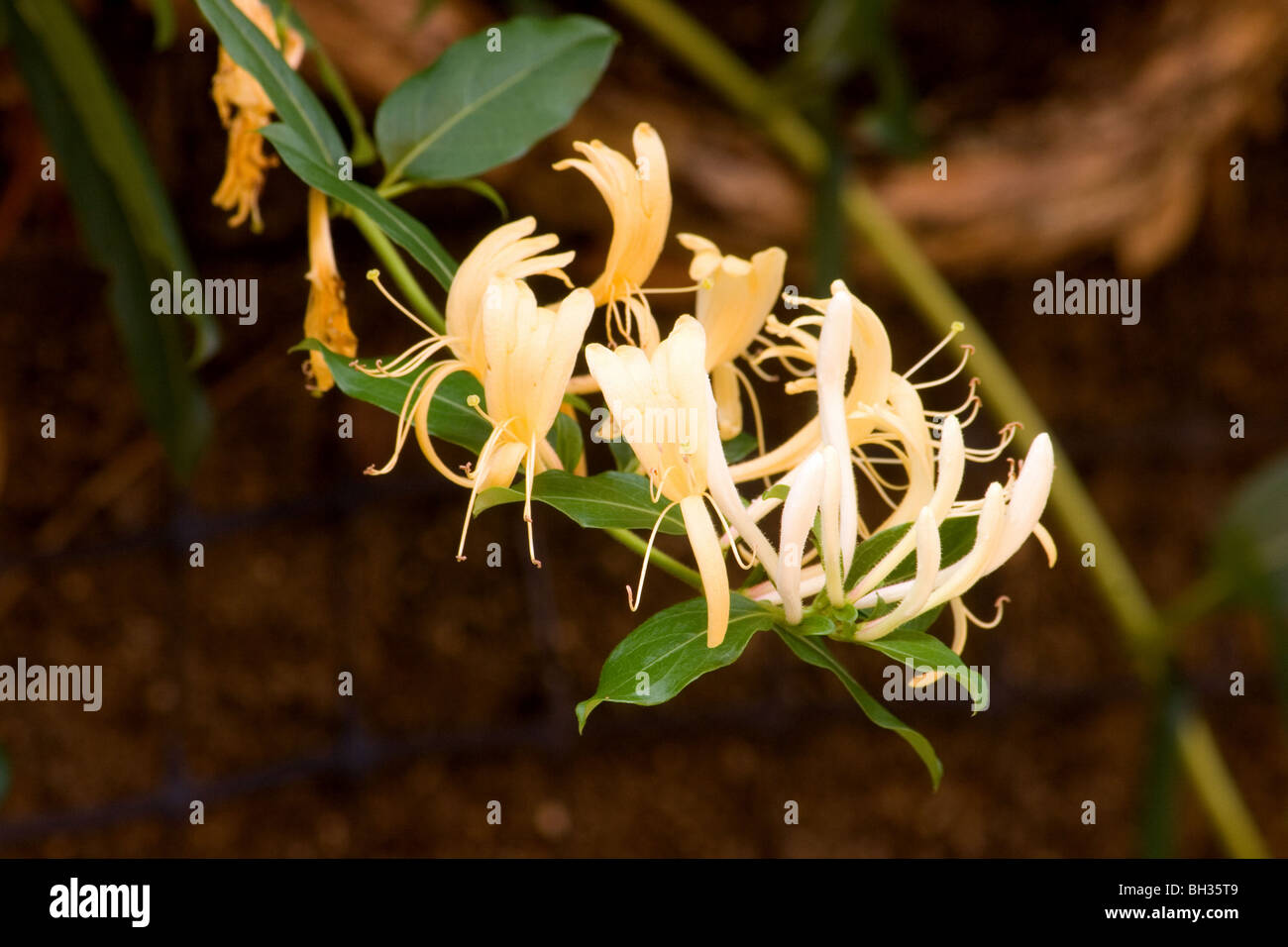 Close-up of honeysuckle vine in bloom Stock Photo