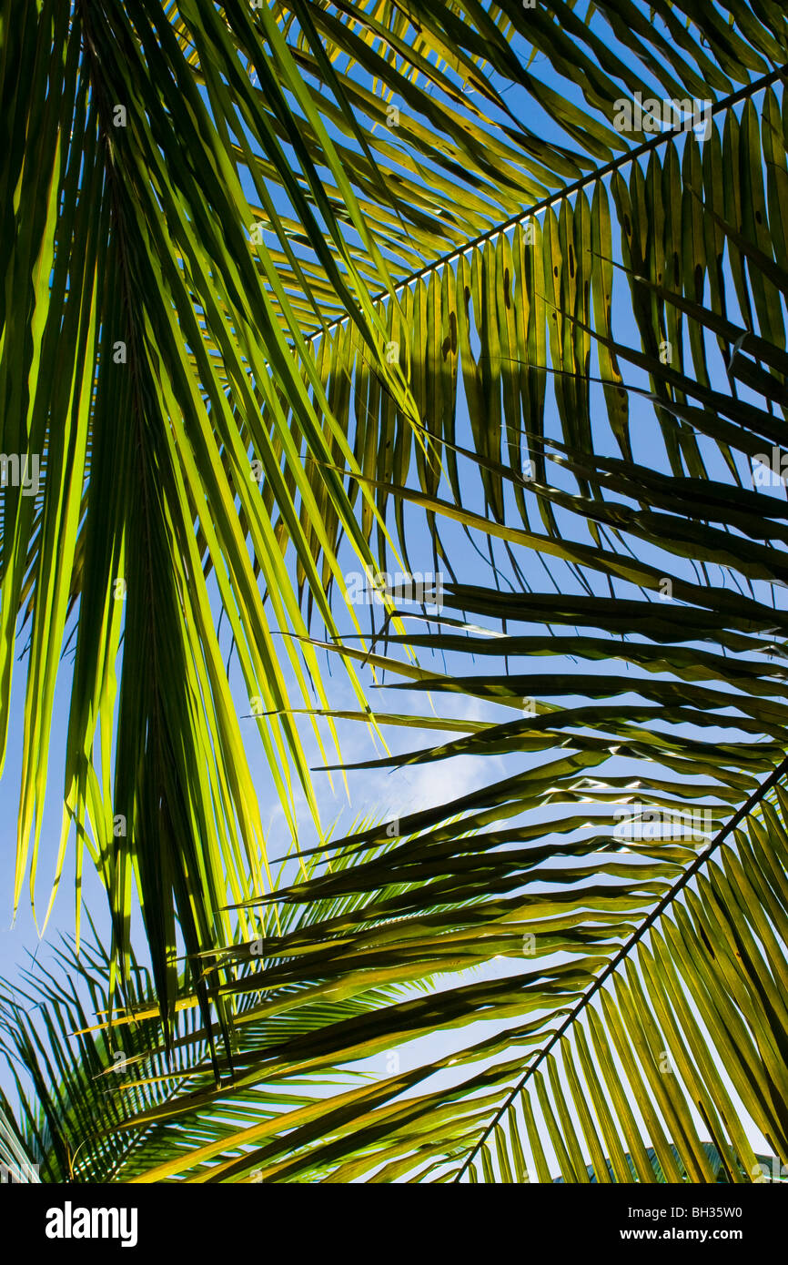 Palm trees in the Maldives Stock Photo