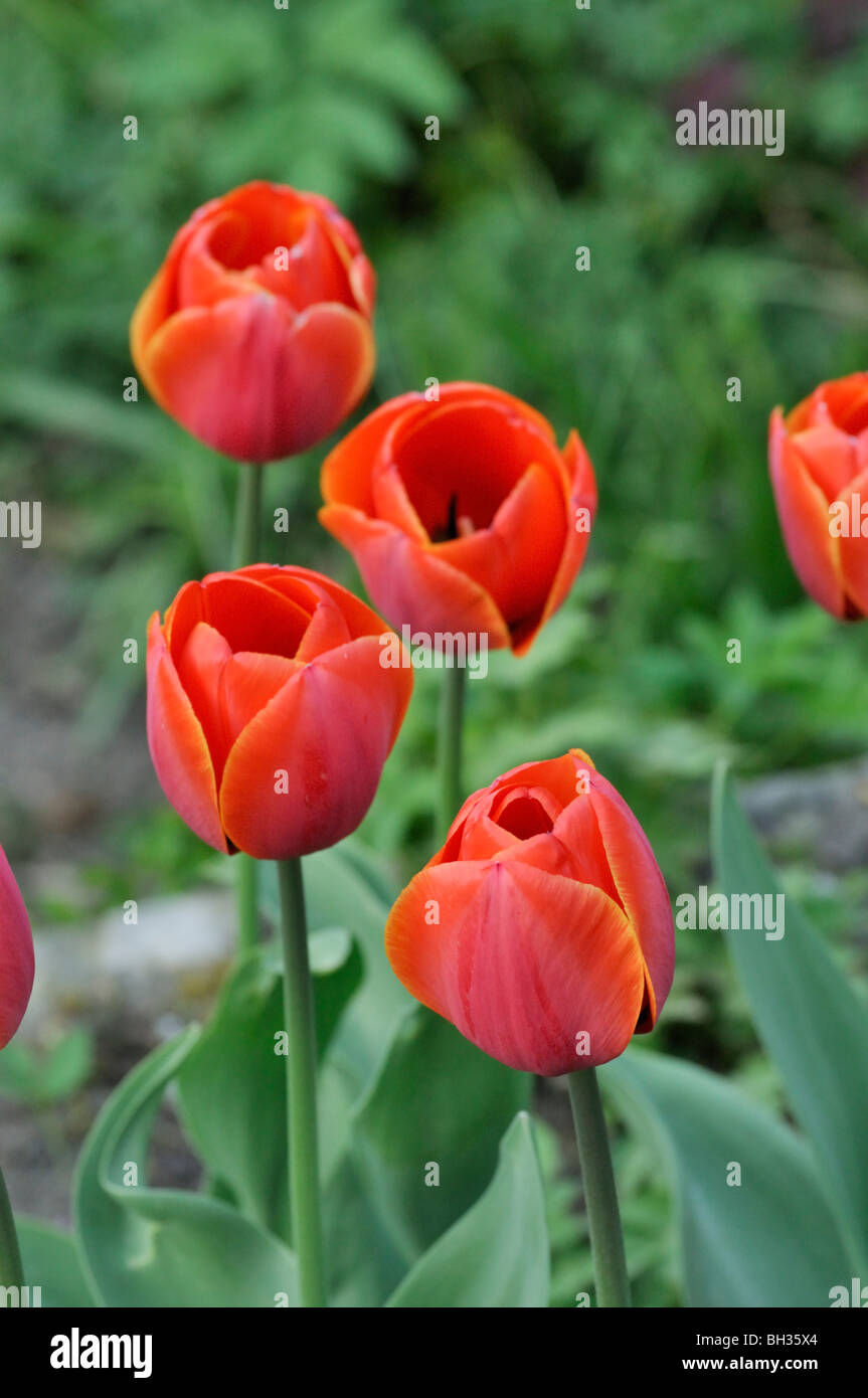 Single late tulip (Tulipa Perestroika) Stock Photo