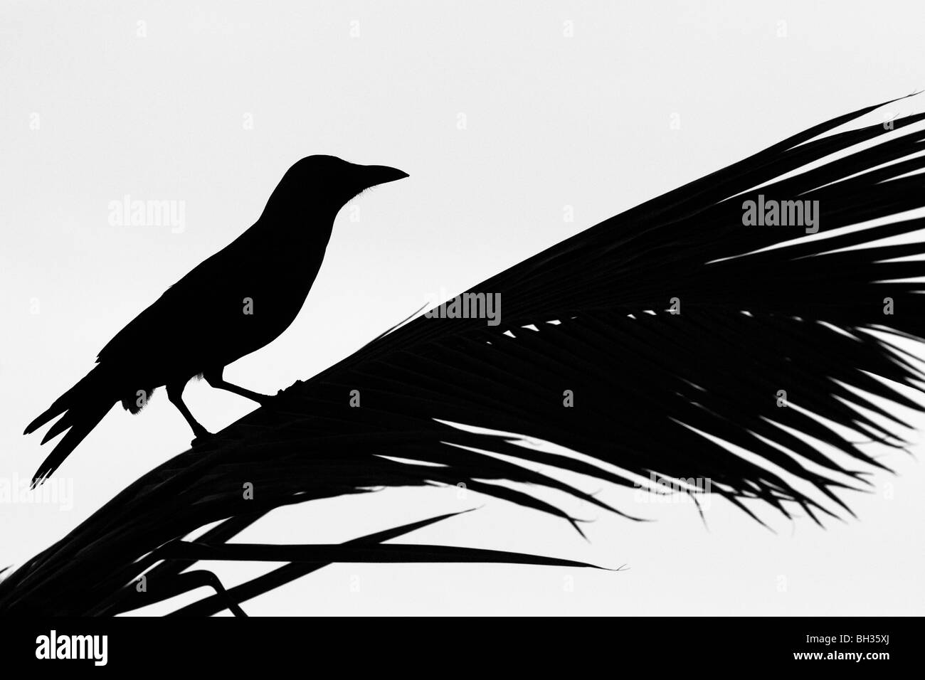 Crow on a palm frond Stock Photo