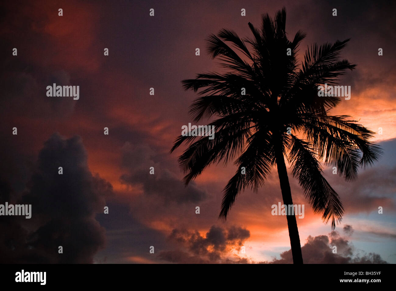 Palm tree in the Maldives Stock Photo