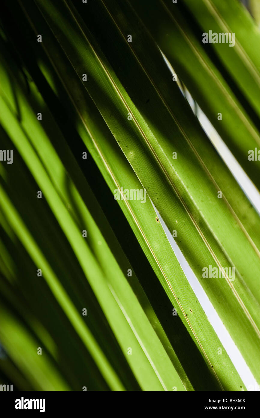 Close up of palm tree fronds Stock Photo
