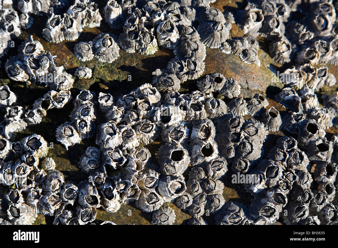 Abstract. Close Up of Barnacles attached to a rock Stock Photo Biology Diagrams