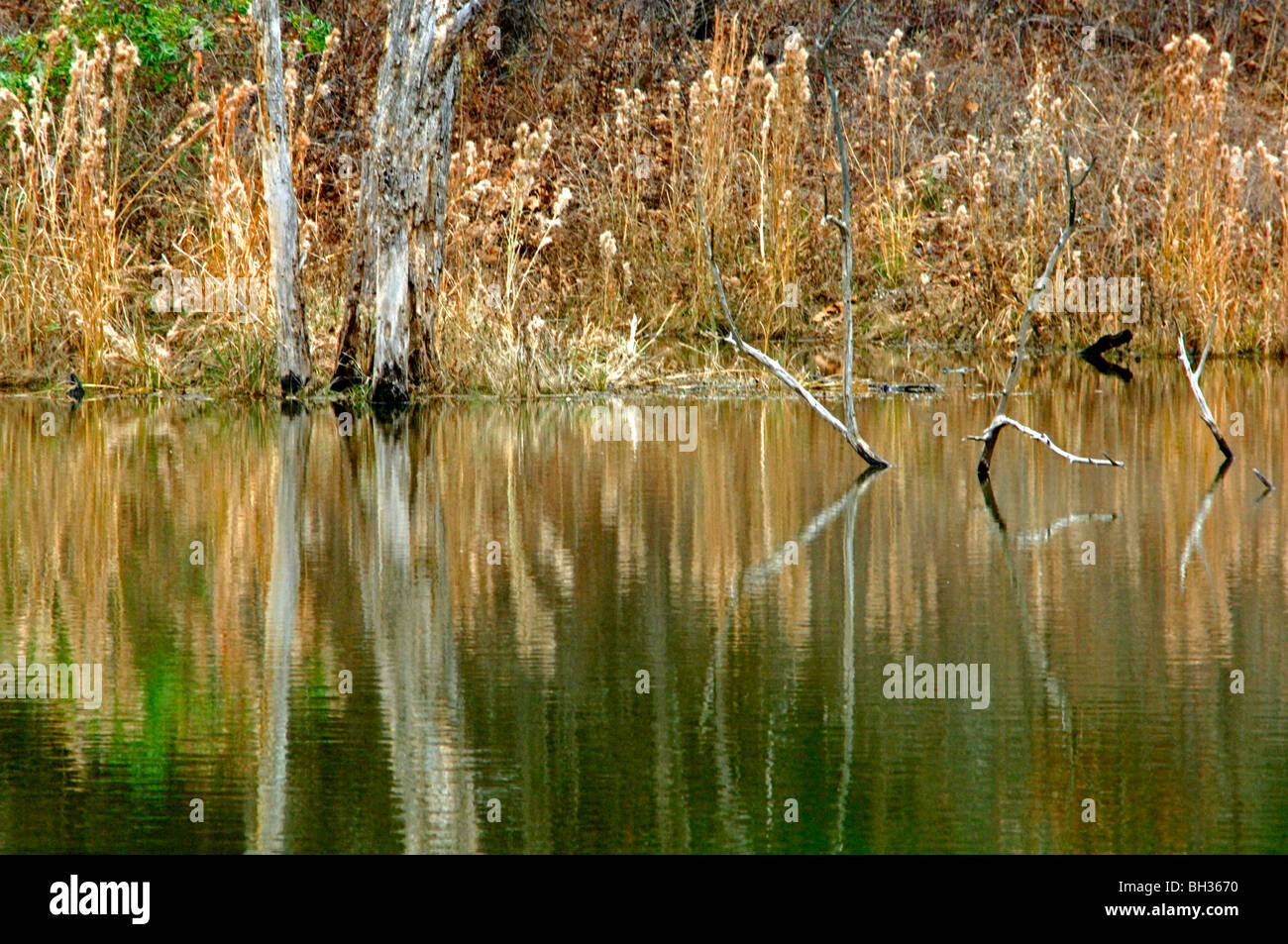 Detail shots of natural beauty, reflections and mother nature's artistic creations taken on a wildlife management area of Okla. Stock Photo