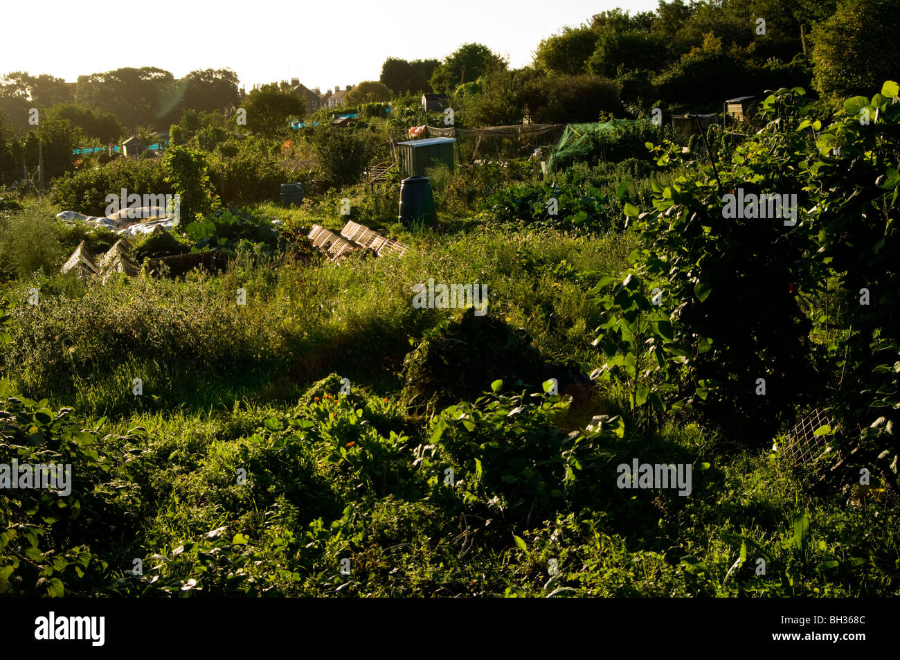 Overgrown allotment plots Stock Photo - Alamy