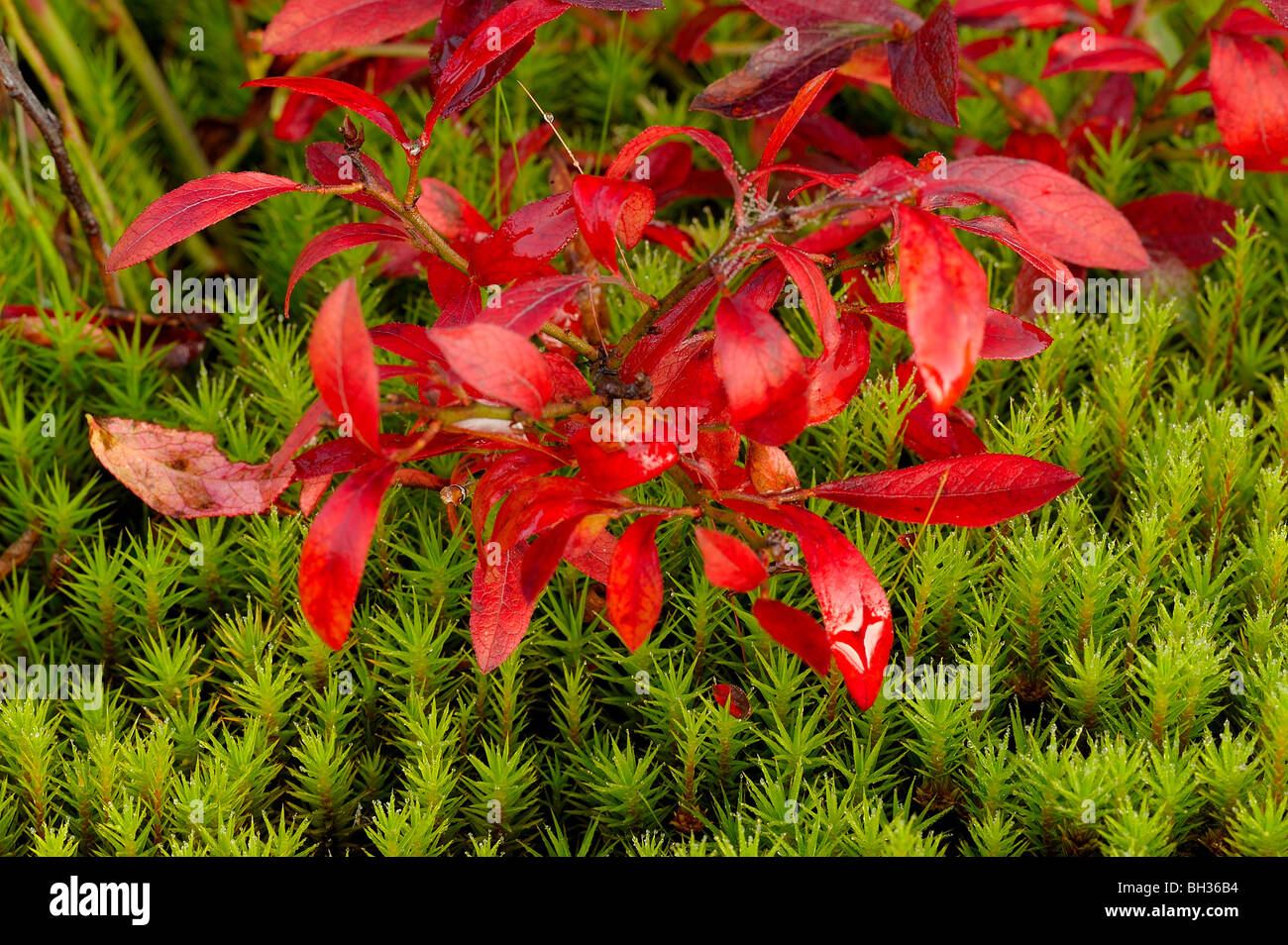 Blueberry, low bush (Vaccinium angustifolium) leaves in fall colour, with green moss, Greater Sudbury, Ontario, Canada Stock Photo