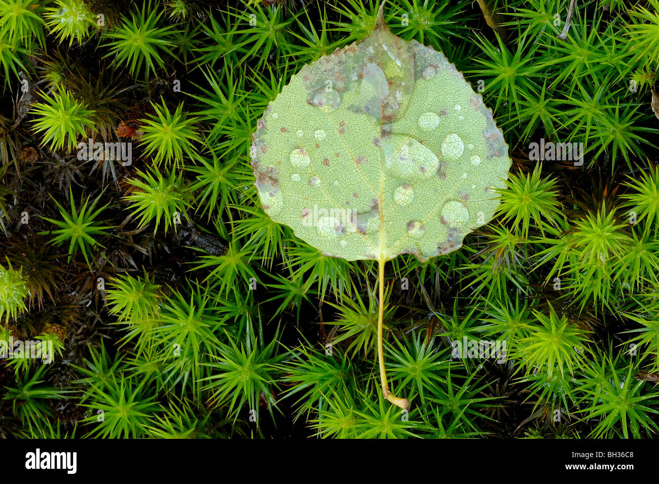 Raindrops clinging to fallen aspen leaf on bed of moss, Greater Sudbury, Ontario, Canada Stock Photo