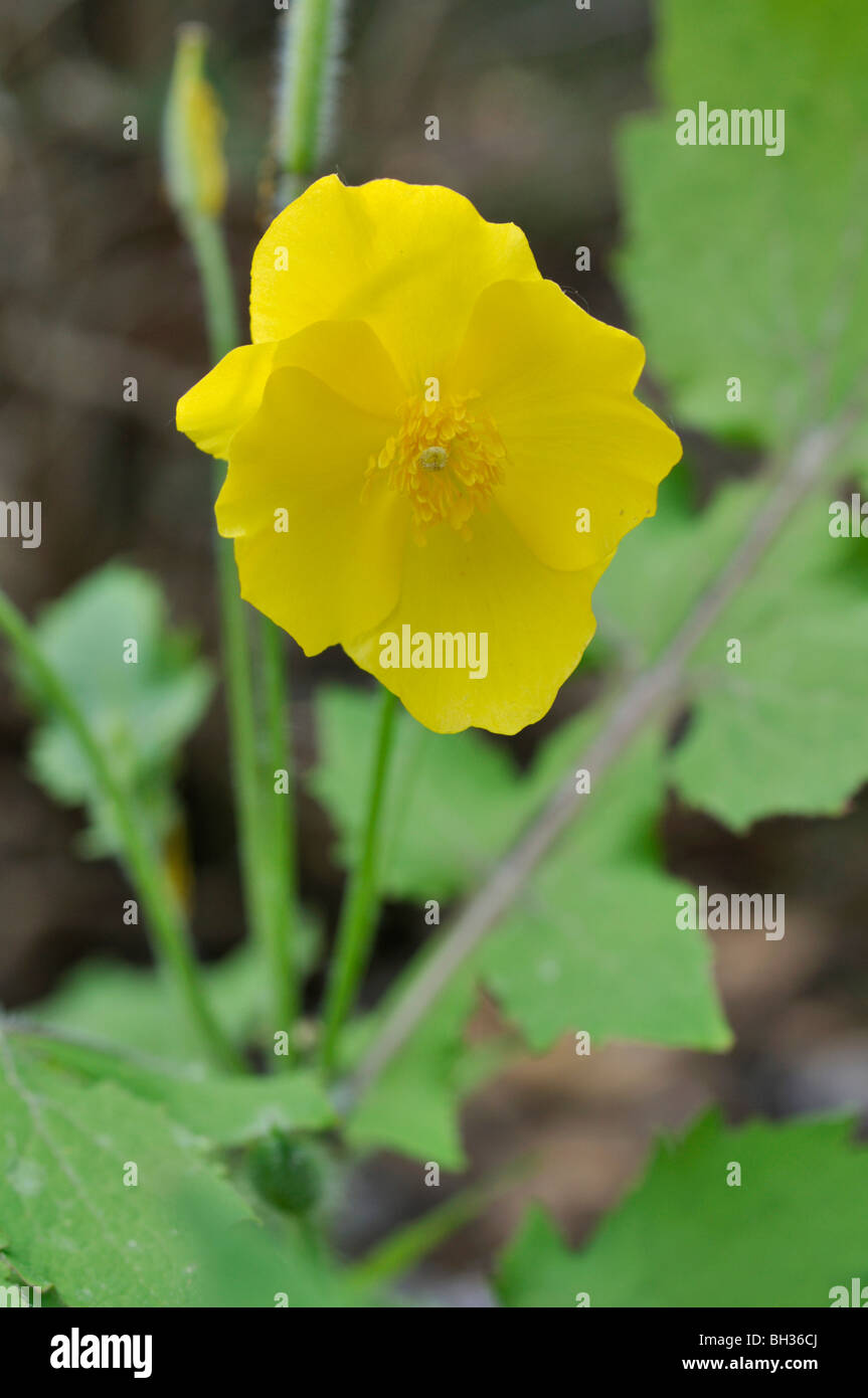 Chinese celandine poppy (Stylophorum lasiocarpum) Stock Photo
