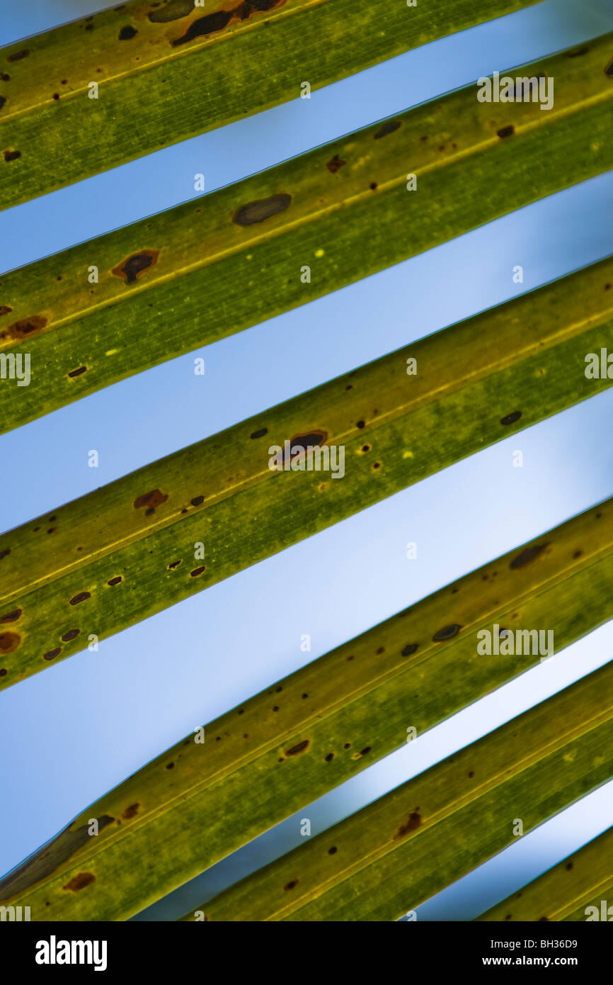 Close up of palm tree fronds Stock Photo