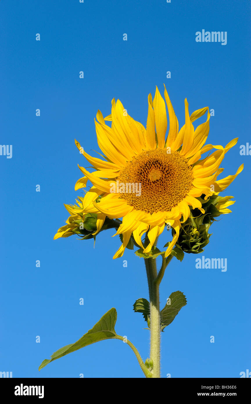 Garden sunflower bloom and blue sky, Greater Sudbury, Ontario, Canada
