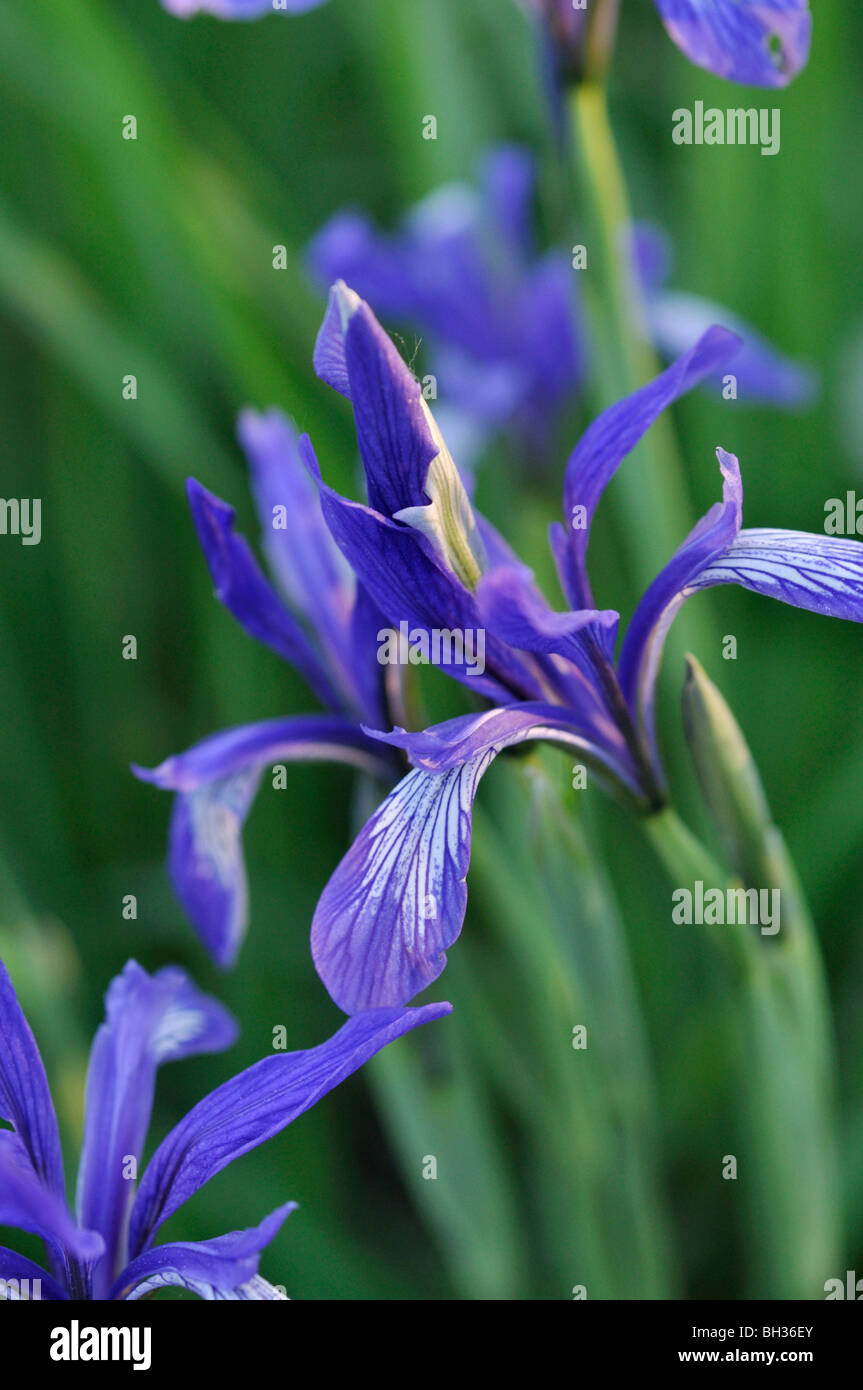 Iris (Iris lactea) Stock Photo
