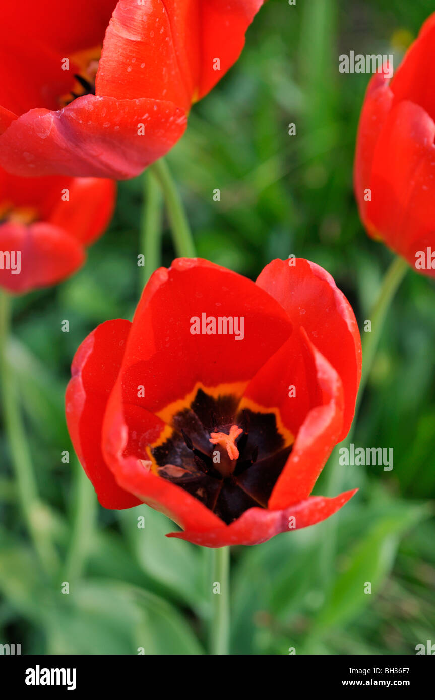 Darwin tulip (Tulipa Apeldoorn) Stock Photo