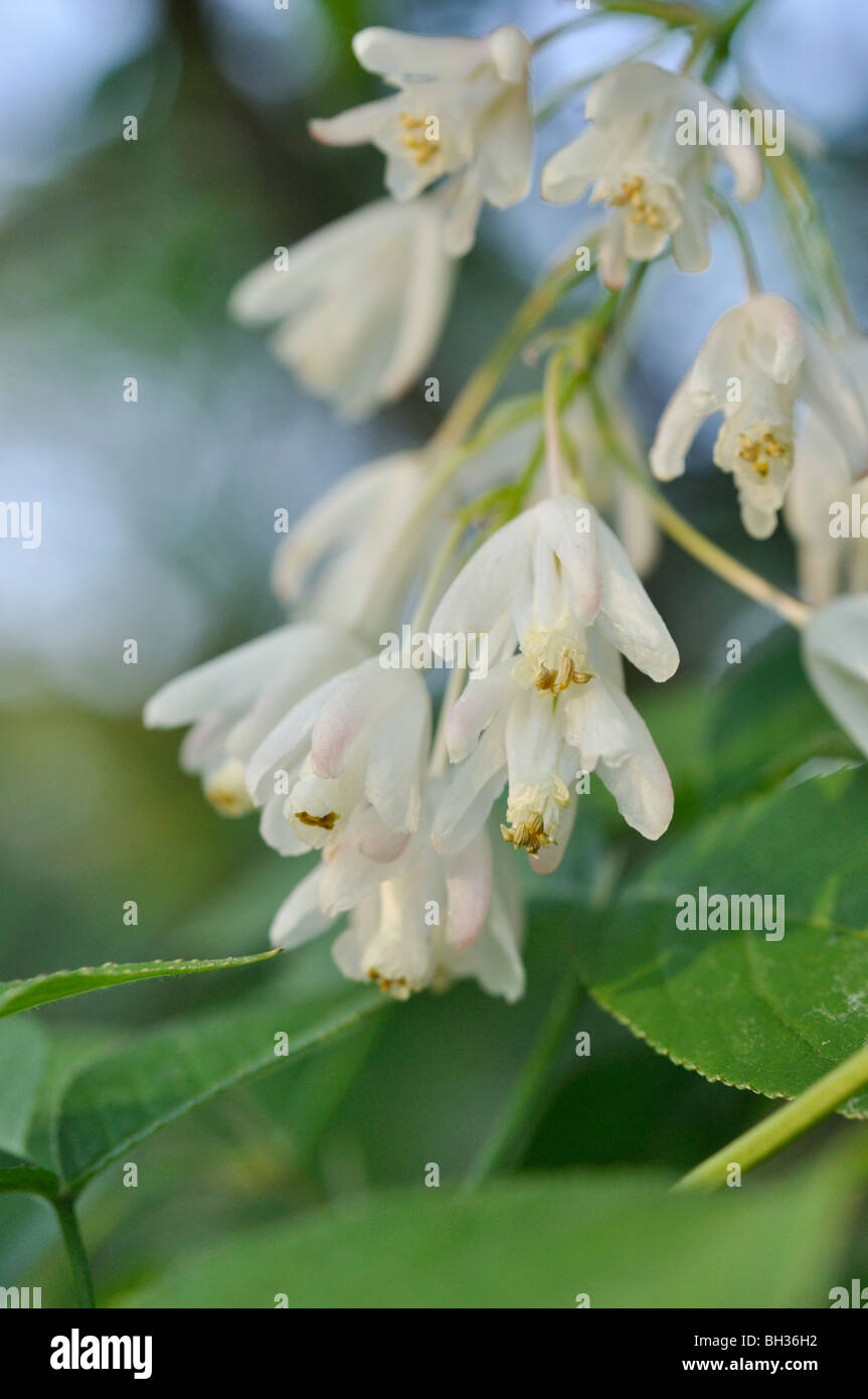Caucasian bladdernut (Staphylea colchica) Stock Photo