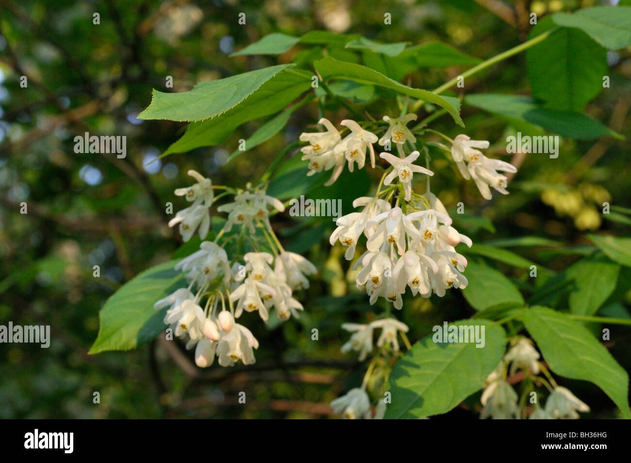 Caucasian bladdernut (Staphylea colchica) Stock Photo