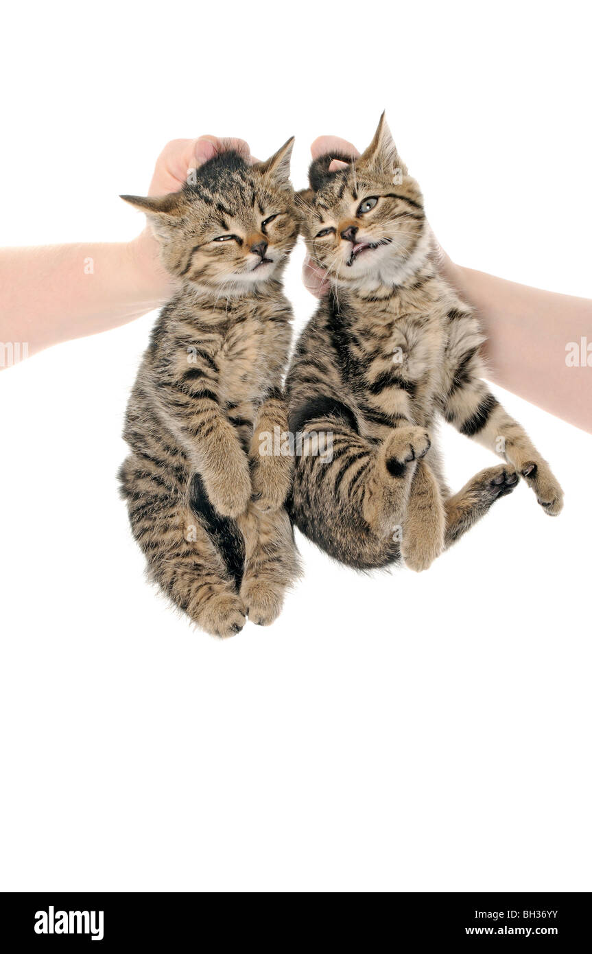A studio shot of two cats being held by the scruff of the neck as their
