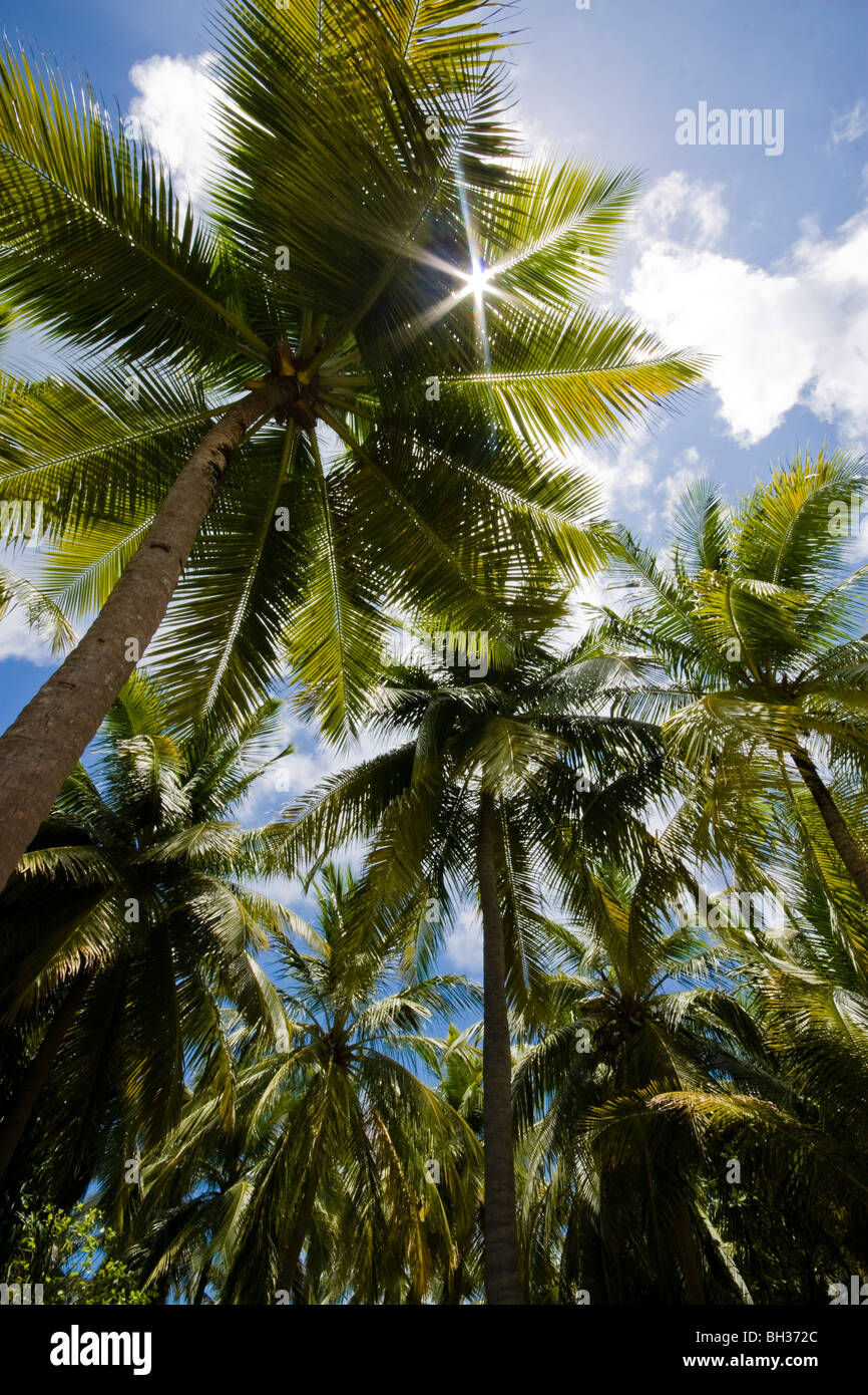 Palm trees in the Maldives Stock Photo