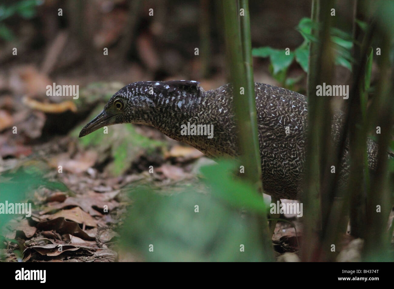 Malayan Night Heron (Gorsachius melanolophus Stock Photo Alamy