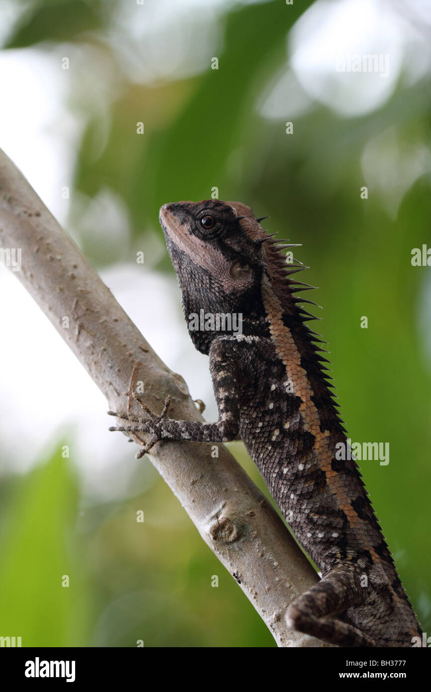 Emma Gray's Forest Lizard (Calotes emma) Stock Photo