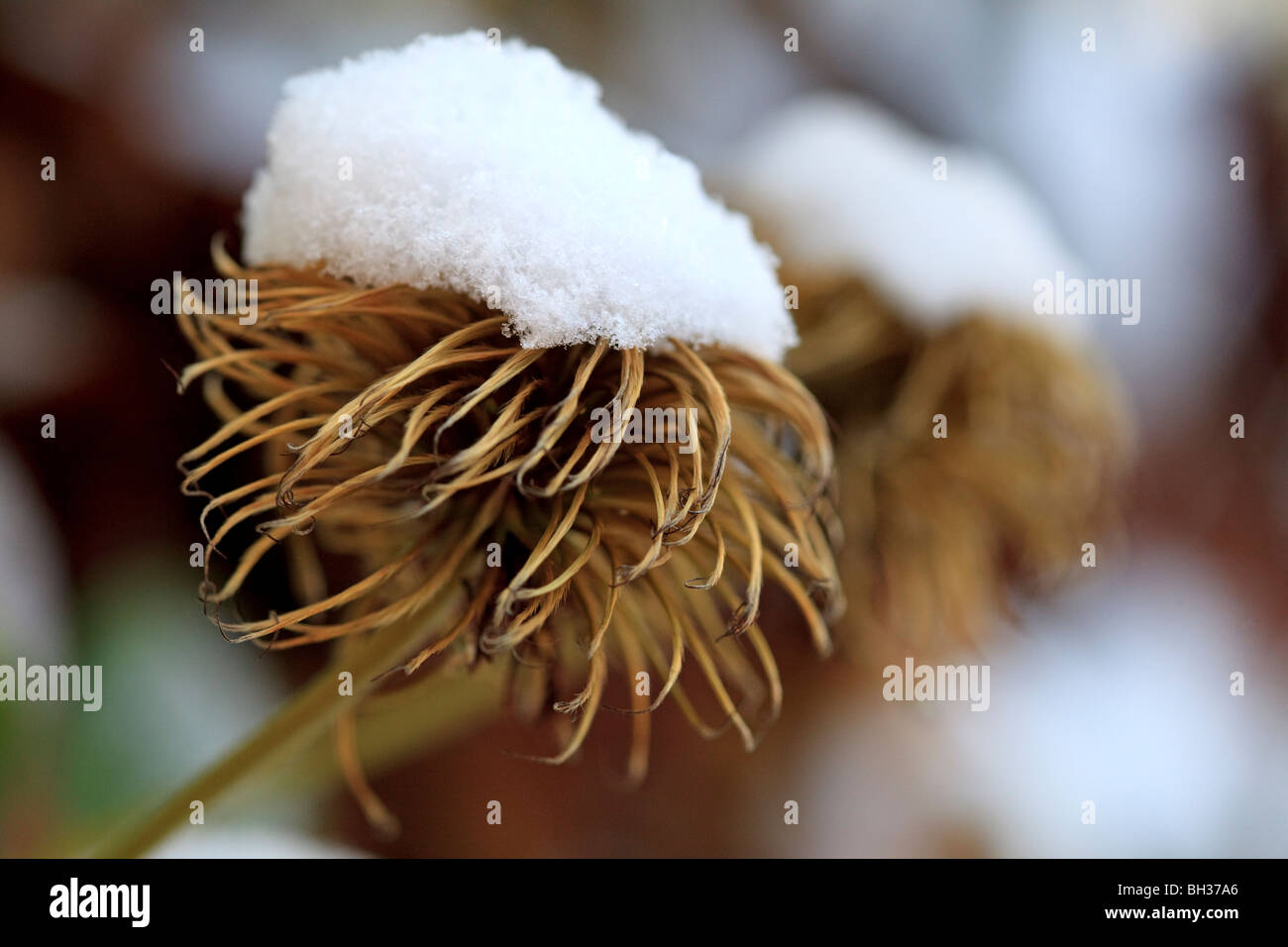 Snow covered Clematis seed heads in winter garden Stock Photo