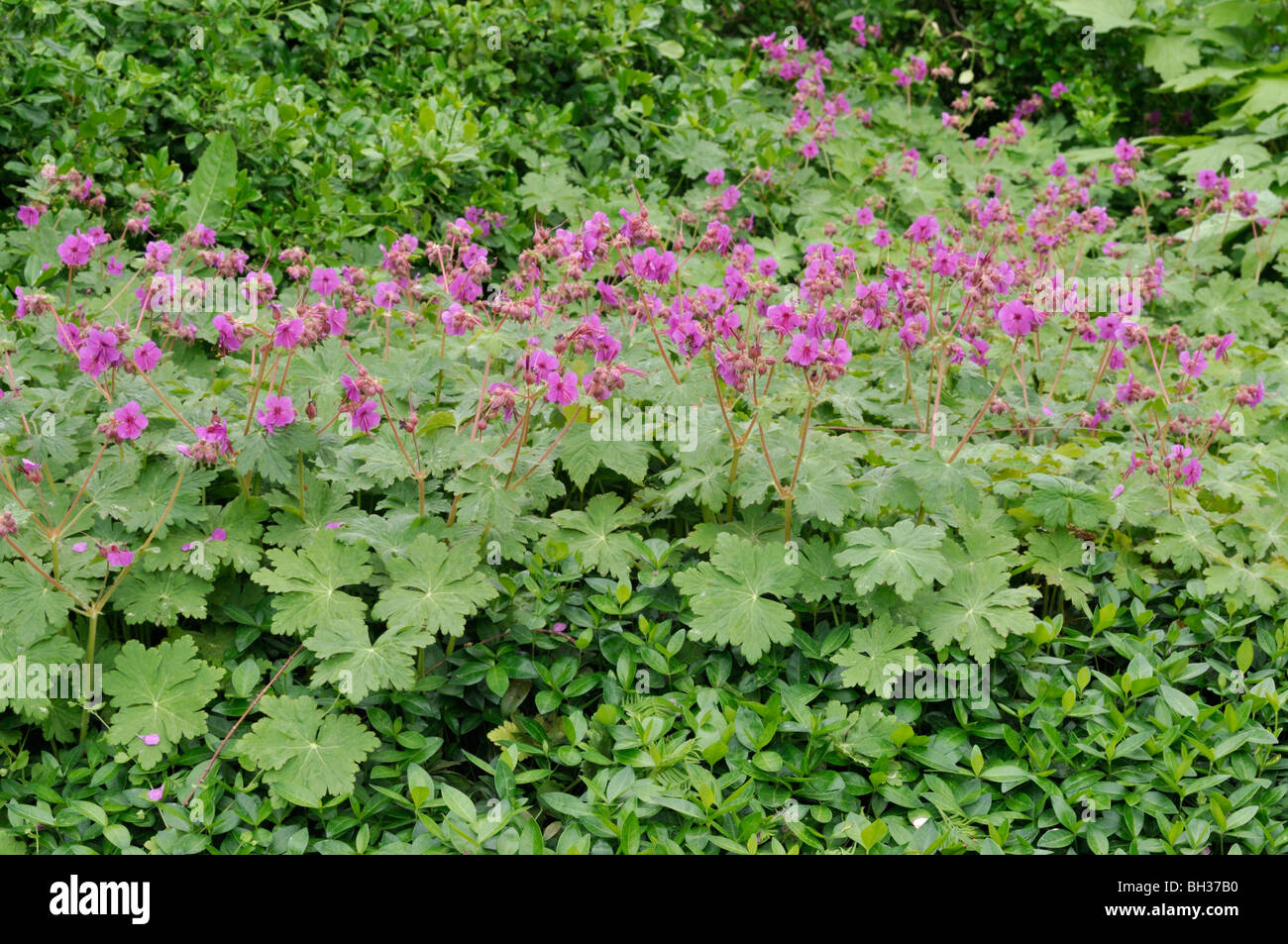Bigroot Geranium High Resolution Stock Photography And Images Alamy