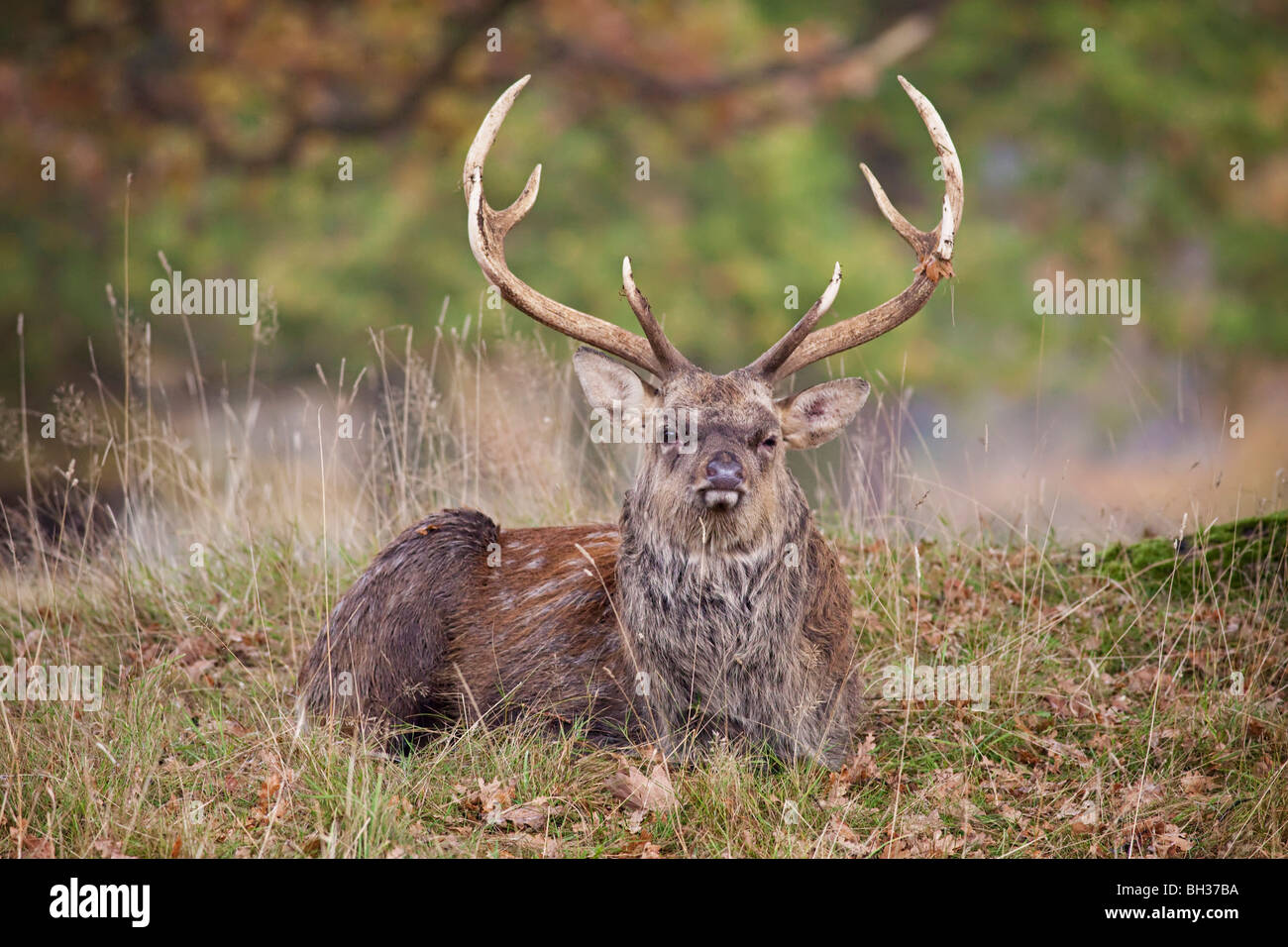 Deer in the English countryside Stock Photo