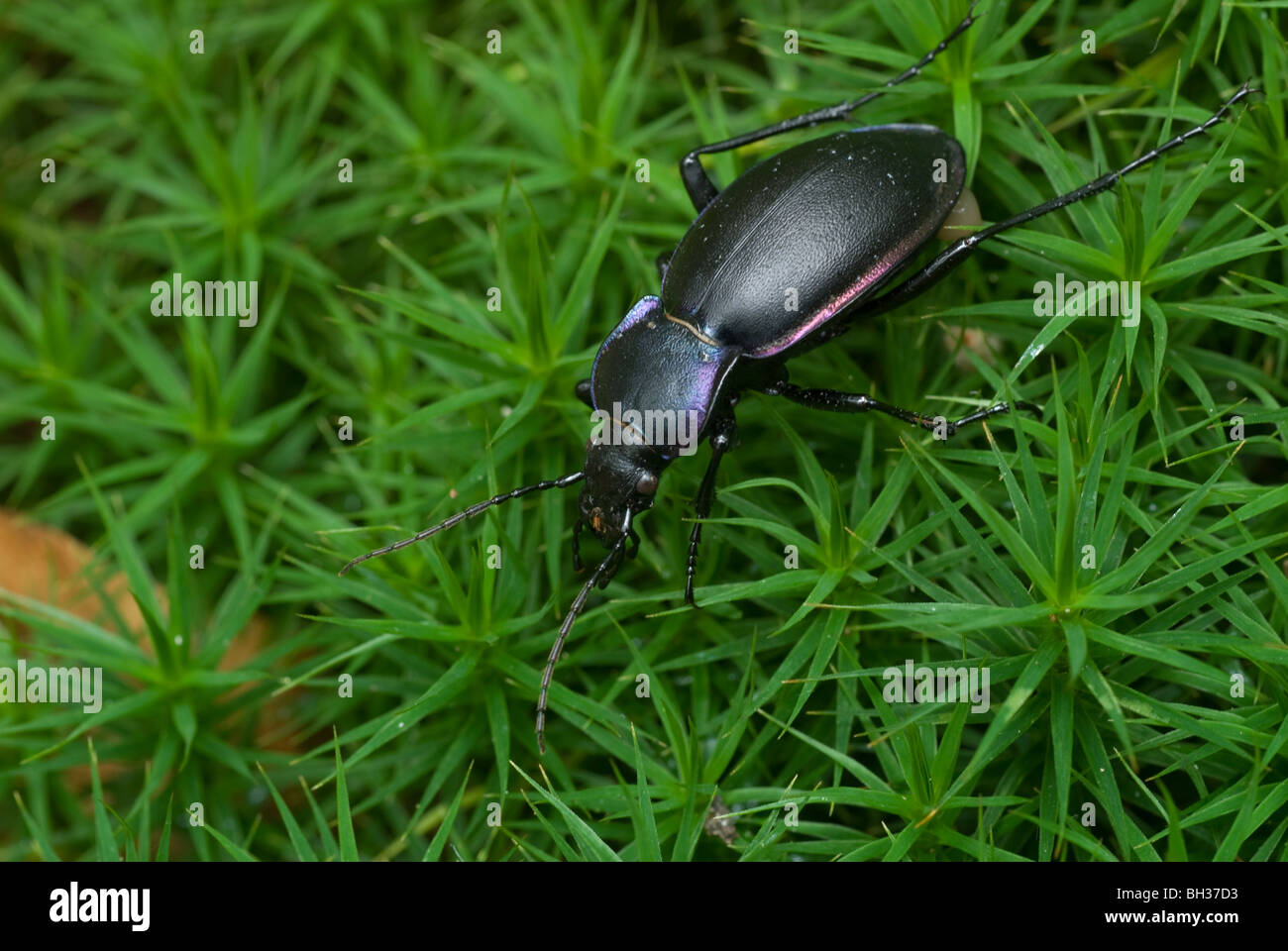 The ground beetle species Carabus violaceus Stock Photo