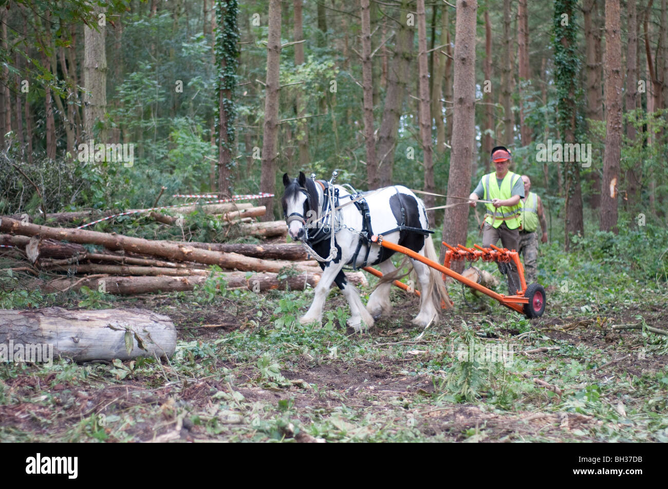Traditional horse logging Stock Photo Alamy