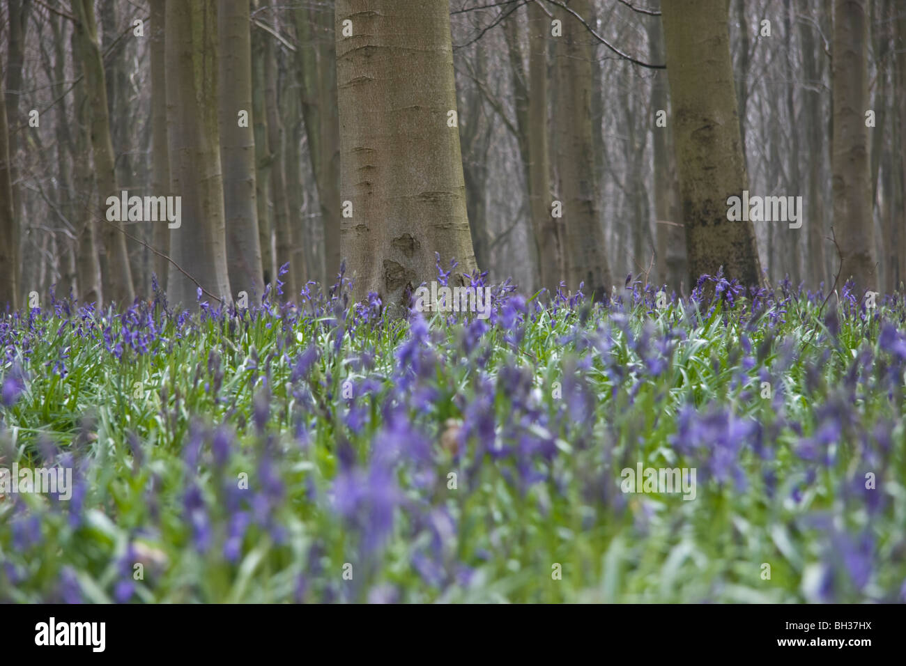 Carpet of deep lilac bluebells in Savernake forest Wiltshire England UK ...
