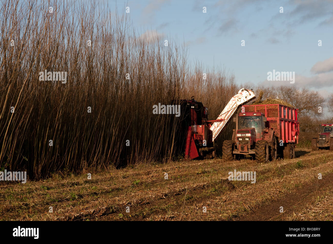 Willow short rotation coppice (SRC) being harvested for biomass fuel Stock Photo