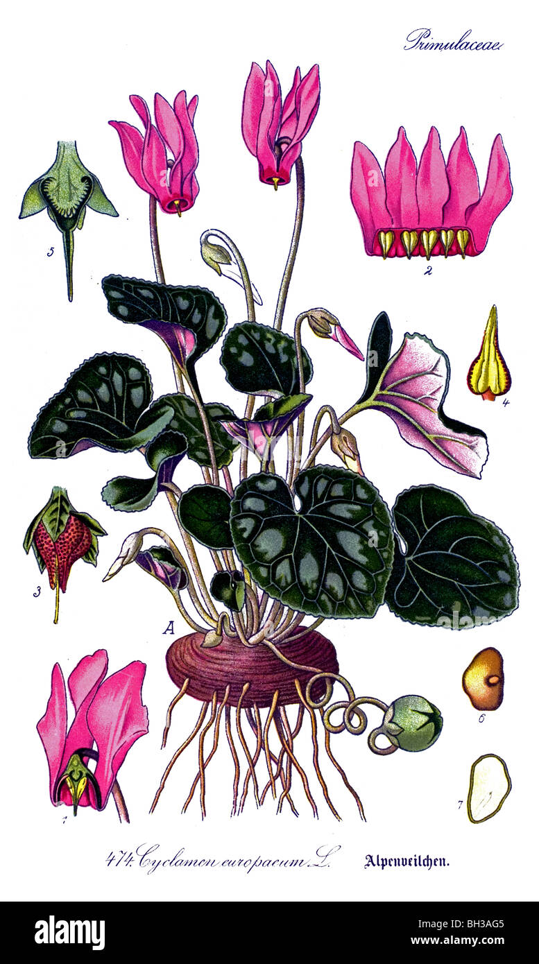 sowbread, Persian violet, primrose, plant, plants Stock Photo