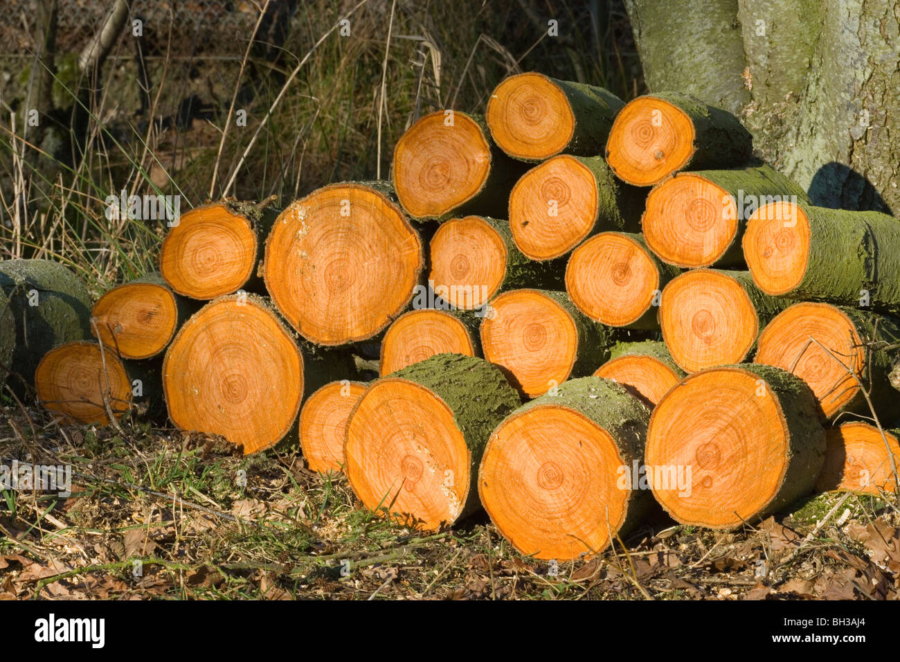 Alder (Alnus glutinosa). Recently cut logs, shown in cross section. Stock Photo
