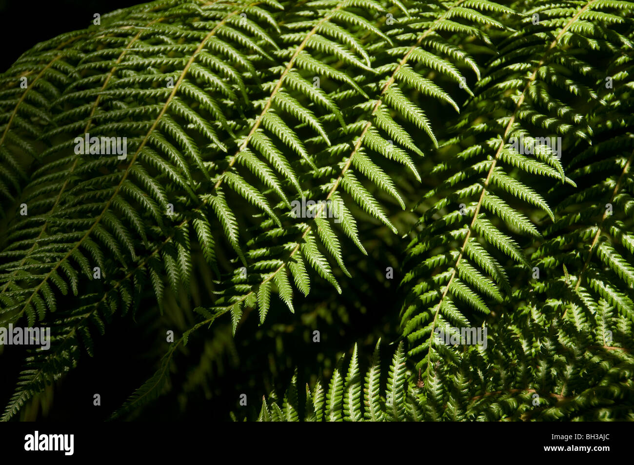 Ferns close up detail hi-res stock photography and images - Alamy