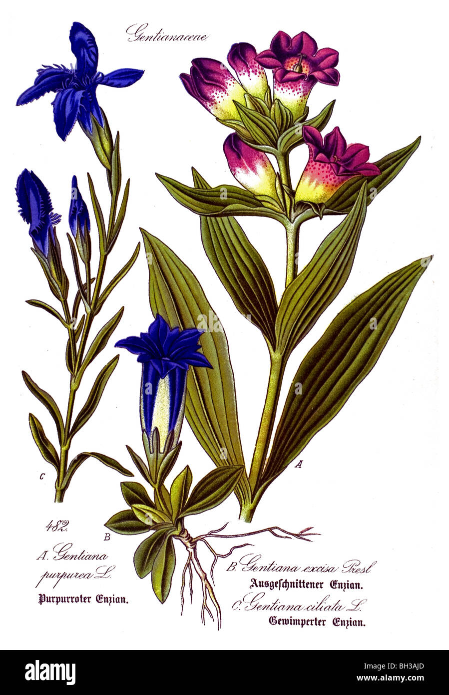 Purple Gentian, Stemless gentian, Fringed Gentian, plant, plants Stock Photo
