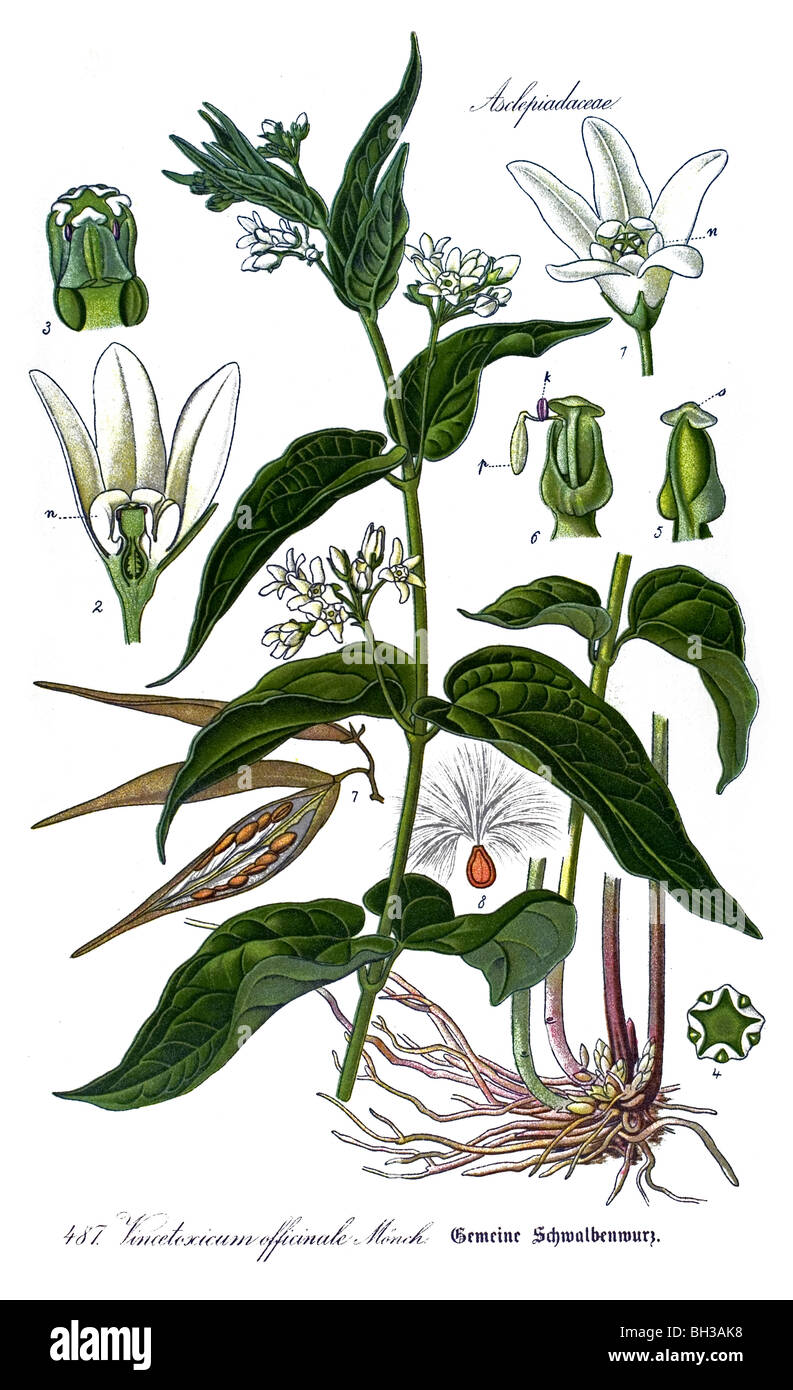 Vincetoxicum hirundinaria, plant, plants Stock Photo