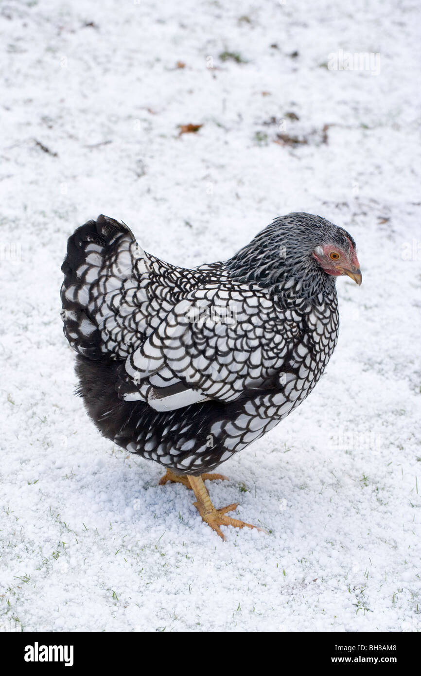 Silverlaced Wyandotte Hen (Gallus gallus). Breed of domestic fowl