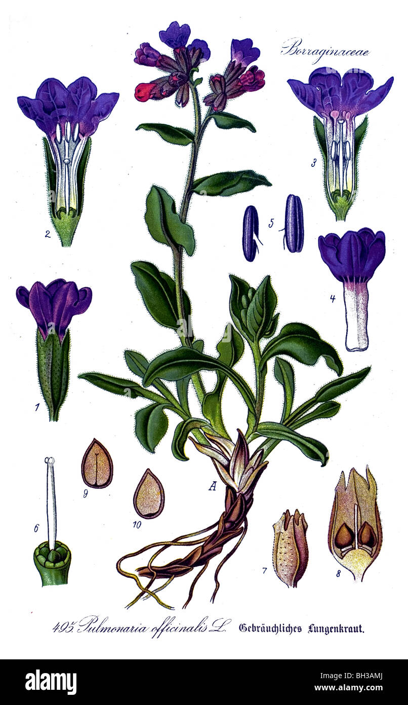 Pulmonaria officinalis, plant, plants Stock Photo