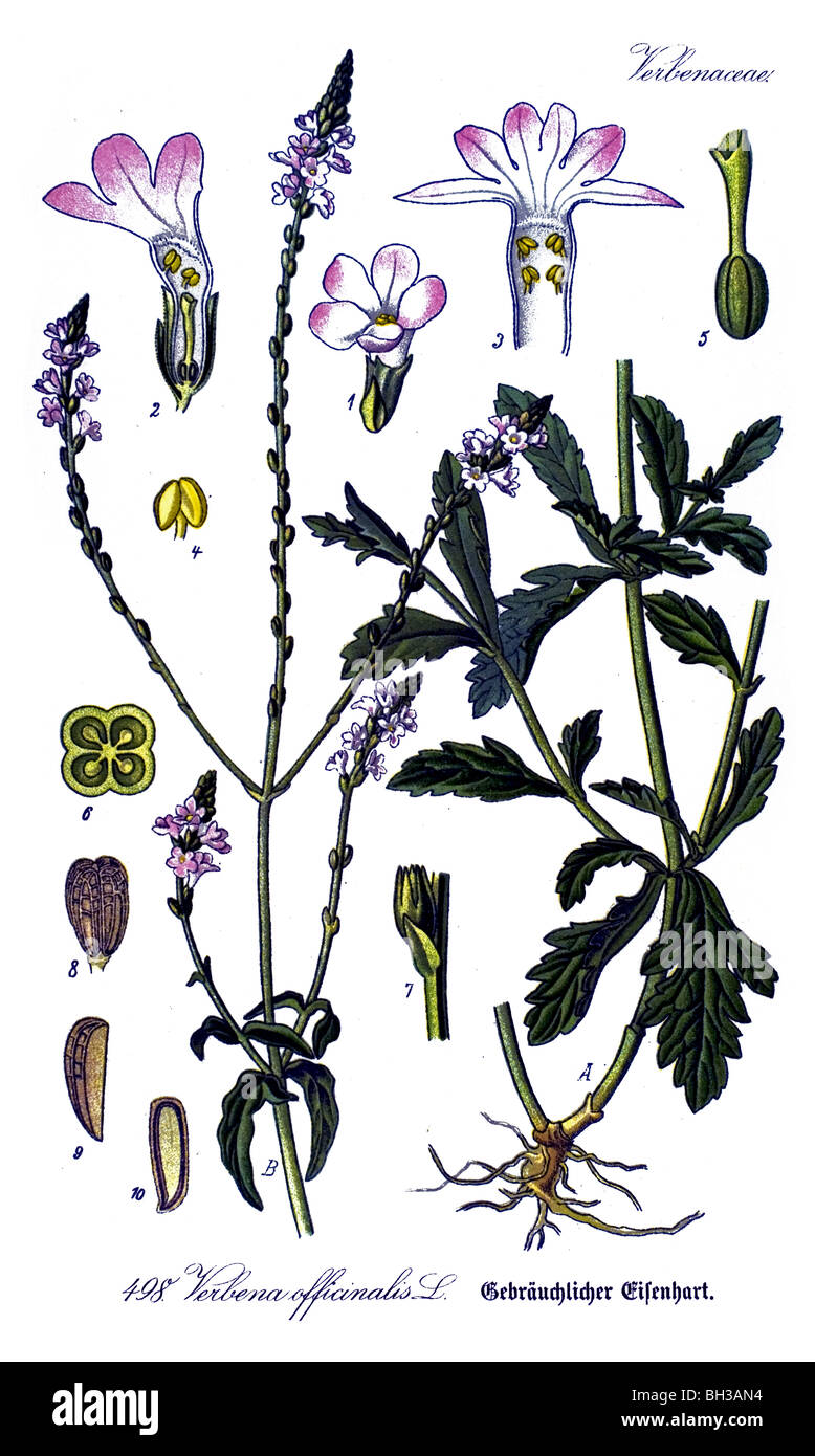 Common Vervain, Common Verbena, plant, plants Stock Photo