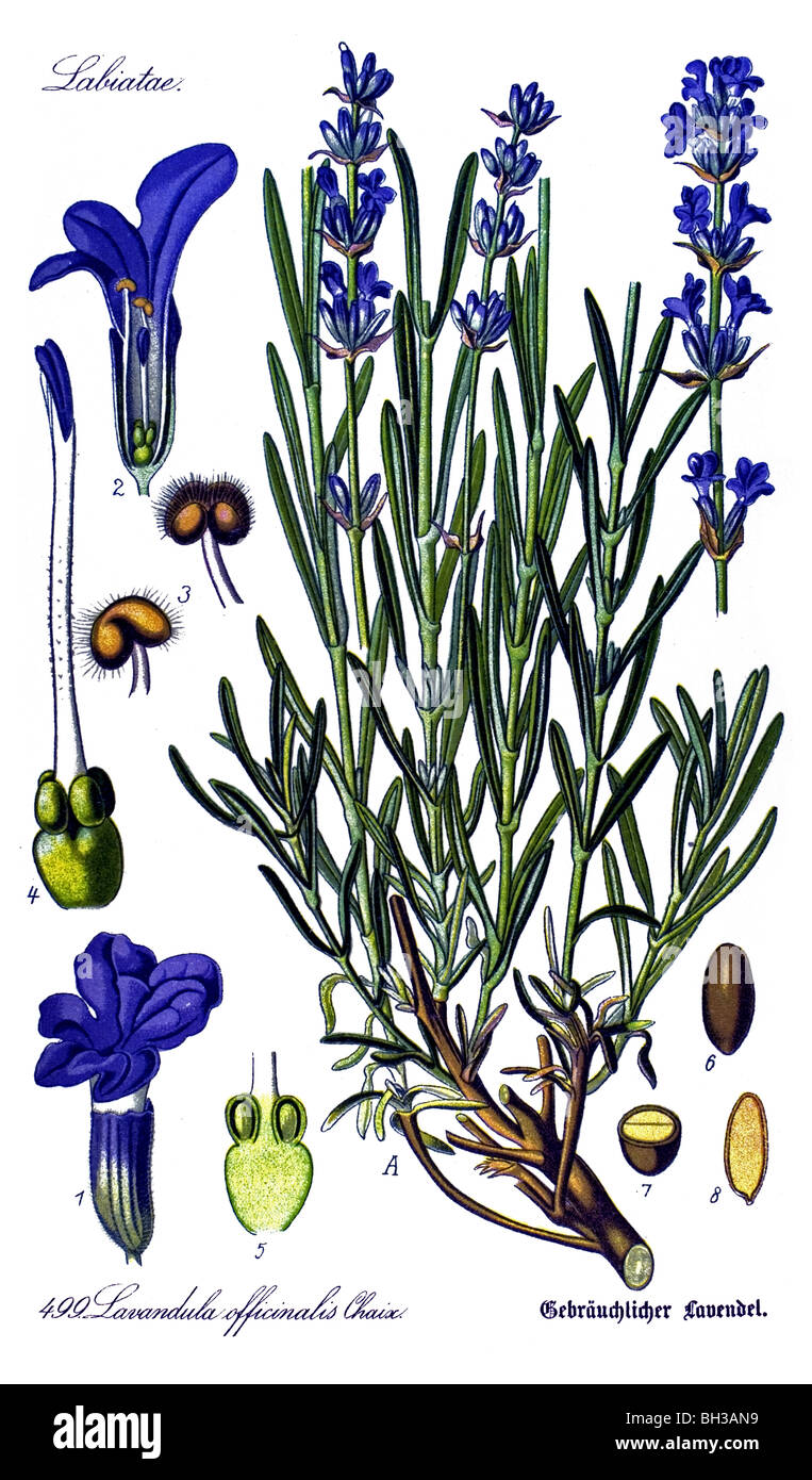 common lavender, true lavender, English lavender, plant, plants Stock Photo