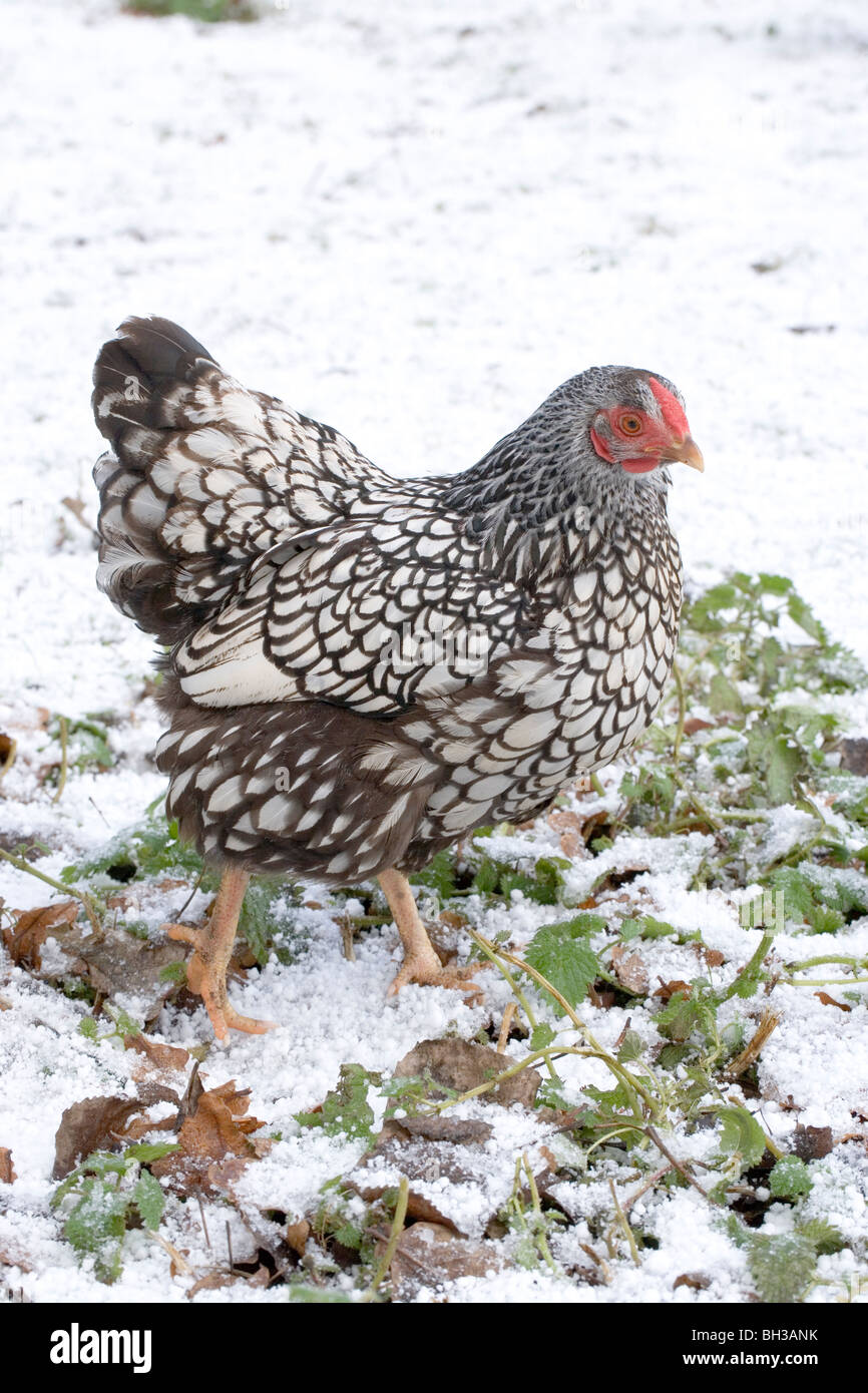 Lavender Orpington hen looking for food, background out of focus