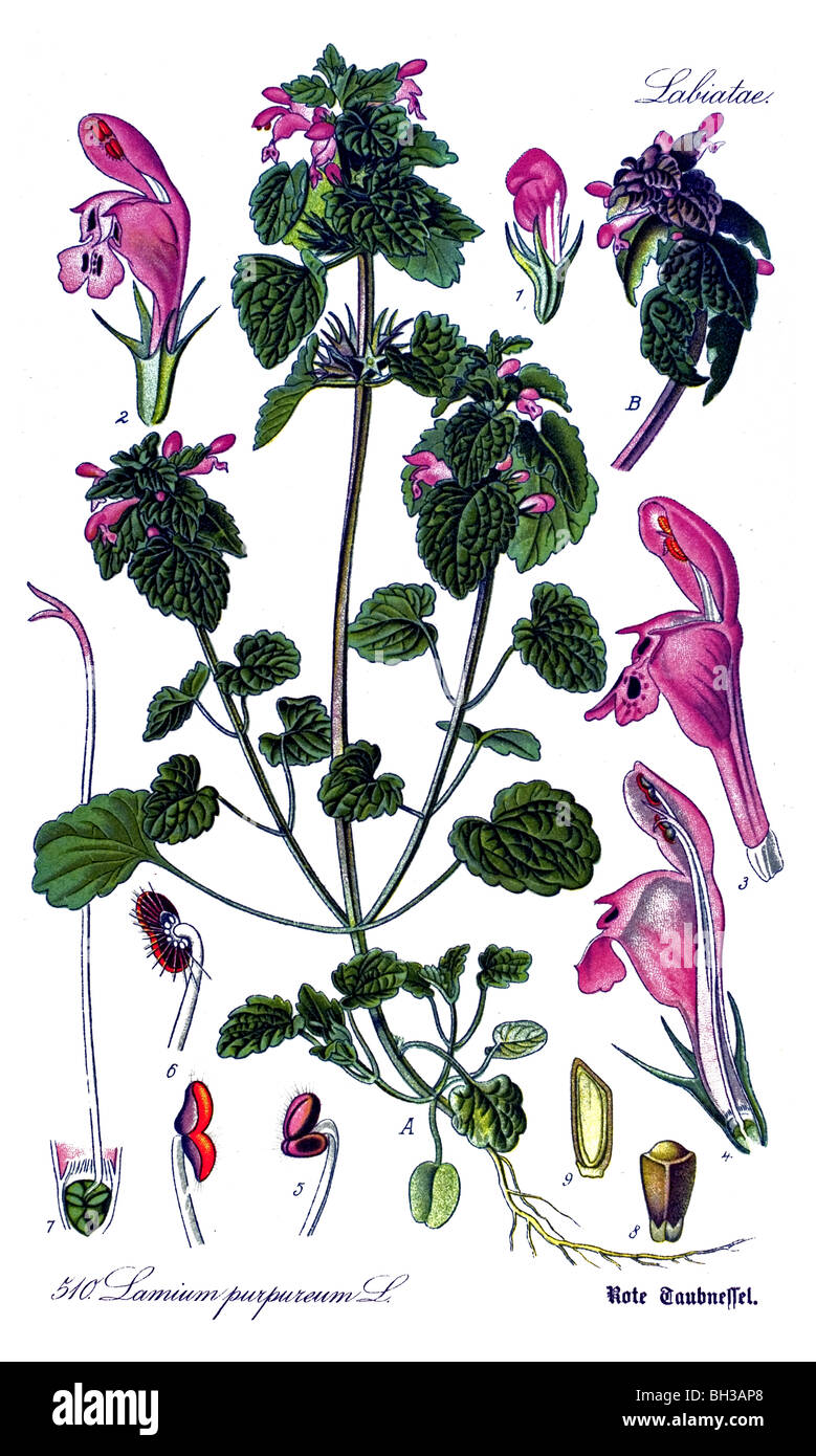 Red Deadnettle, Purple Deadnettle, or Purple Archangel, plant, plants Stock Photo