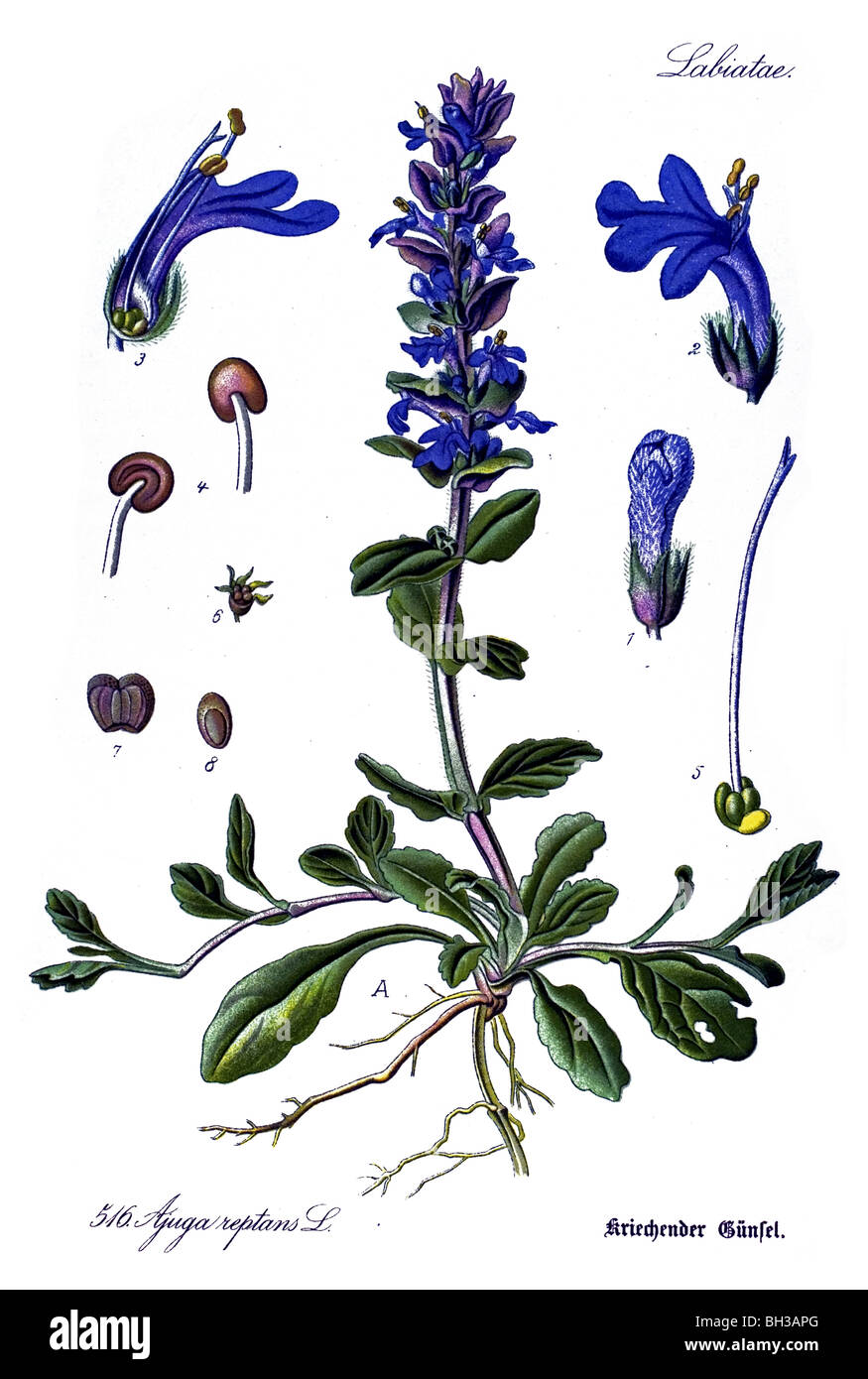 Blue bugle, Bugleherb, Bugleweed, Carpetweed, Common bugle, plant, plants Stock Photo